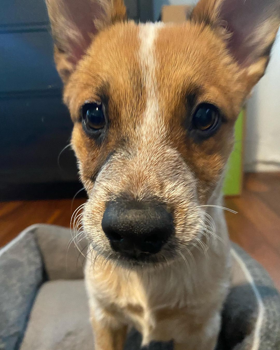 Candy Corn is a fan of the extreme close ups! And we love that about her!! She is a super friendly and playful 3 month old Heeler. Candy loves to meet new people, meet new dogs and take car trips to Starbucks for puppuccinos. Kids are her favorite, she hasn’t met any cats while with us.

Candy Corn is not yet ready for adoption, but she is looking for a foster home starting Thursday. We do offer a foster to adopt program for her. HHDR is looking for adopters that are familiar with her breed. Heelers are a special kind and we would like for Candy to go to a forever home that has experience.

You can learn more about fostering and adoption by visiting our website. Just click the link in our bio.

<a target='_blank' href='https://www.instagram.com/explore/tags/adoptme/'>#adoptme</a> <a target='_blank' href='https://www.instagram.com/explore/tags/fosterme/'>#fosterme</a> <a target='_blank' href='https://www.instagram.com/explore/tags/rescuepuppy/'>#rescuepuppy</a> <a target='_blank' href='https://www.instagram.com/explore/tags/redheeler/'>#redheeler</a> <a target='_blank' href='https://www.instagram.com/explore/tags/heelersofinstagram/'>#heelersofinstagram</a> <a target='_blank' href='https://www.instagram.com/explore/tags/austintexas/'>#austintexas</a> <a target='_blank' href='https://www.instagram.com/explore/tags/dogrescue/'>#dogrescue</a> <a target='_blank' href='https://www.instagram.com/explore/tags/adoptdontshop/'>#adoptdontshop</a> <a target='_blank' href='https://www.instagram.com/explore/tags/heelergram/'>#heelergram</a> <a target='_blank' href='https://www.instagram.com/explore/tags/atxdogs/'>#atxdogs</a> <a target='_blank' href='https://www.instagram.com/explore/tags/512dogs/'>#512dogs</a> <a target='_blank' href='https://www.instagram.com/explore/tags/rescuedogsofinstagram/'>#rescuedogsofinstagram</a> <a target='_blank' href='https://www.instagram.com/explore/tags/foundmyanimal/'>#foundmyanimal</a> <a target='_blank' href='https://www.instagram.com/explore/tags/atxshelterdogs/'>#atxshelterdogs</a> <a target='_blank' href='https://www.instagram.com/explore/tags/heeler/'>#heeler</a> <a target='_blank' href='https://www.instagram.com/explore/tags/puppylove/'>#puppylove</a> <a target='_blank' href='https://www.instagram.com/explore/tags/dontshopadopt/'>#dontshopadopt</a>