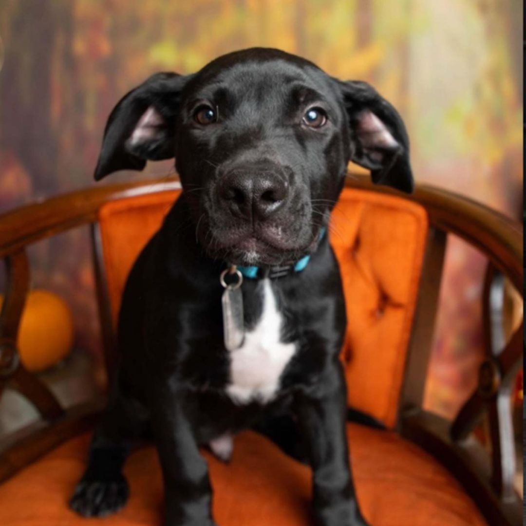 Meet Brody

Hi! My name is Brody, and I have the Eeyore look down. I am one of eight in the “fancy B” litter! We came to MVPC around 6 weeks old and have learned life is 1000% awesome! Who knows what we are mixed with, but we are all black and white, some are fuzzy, some have short legs…MVPC had to make an educated guess, but just know, we are simply adorable mutts. I am a laid back, mellow, smart guy. I am a great snuggler and will take all the cuddles I can get. I love to play with my siblings and snuggle after play. While I have fabulous crate manners, I will alert you when I need to go out! . I am very smart and have mastered “sit” and “come” when called. I also have the most adorable face and ears, so I know everyone will want to scoop me up and make me a member of their family! 

Please understand that while I am doing well on potty and crate training, I will have accidents and may whine some as I adjust to my new schedule and family.  <a target='_blank' href='https://www.instagram.com/explore/tags/miamivalleypitcrew/'>#miamivalleypitcrew</a> <a target='_blank' href='https://www.instagram.com/explore/tags/dog/'>#dog</a> <a target='_blank' href='https://www.instagram.com/explore/tags/dogsofinstagram/'>#dogsofinstagram</a> <a target='_blank' href='https://www.instagram.com/explore/tags/dogs/'>#dogs</a> <a target='_blank' href='https://www.instagram.com/explore/tags/dogmom/'>#dogmom</a> <a target='_blank' href='https://www.instagram.com/explore/tags/doglover/'>#doglover</a> <a target='_blank' href='https://www.instagram.com/explore/tags/doglife/'>#doglife</a> <a target='_blank' href='https://www.instagram.com/explore/tags/doglovers/'>#doglovers</a> <a target='_blank' href='https://www.instagram.com/explore/tags/dogoftheday/'>#dogoftheday</a> <a target='_blank' href='https://www.instagram.com/explore/tags/puppiesofinstagram/'>#puppiesofinstagram</a> <a target='_blank' href='https://www.instagram.com/explore/tags/puppy/'>#puppy</a> <a target='_blank' href='https://www.instagram.com/explore/tags/puppylove/'>#puppylove</a> <a target='_blank' href='https://www.instagram.com/explore/tags/puppies/'>#puppies</a> <a target='_blank' href='https://www.instagram.com/explore/tags/puppy/'>#puppy</a> <a target='_blank' href='https://www.instagram.com/explore/tags/puppielove/'>#puppielove</a> <a target='_blank' href='https://www.instagram.com/explore/tags/puppy_tales/'>#puppy_tales</a> <a target='_blank' href='https://www.instagram.com/explore/tags/puppydog/'>#puppydog</a> <a target='_blank' href='https://www.instagram.com/explore/tags/puppygram/'>#puppygram</a> <a target='_blank' href='https://www.instagram.com/explore/tags/pupsofinstagram/'>#pupsofinstagram</a> <a target='_blank' href='https://www.instagram.com/explore/tags/puppydog/'>#puppydog</a> <a target='_blank' href='https://www.instagram.com/explore/tags/puppylover/'>#puppylover</a> <a target='_blank' href='https://www.instagram.com/explore/tags/adopt/'>#adopt</a> <a target='_blank' href='https://www.instagram.com/explore/tags/adoptables/'>#adoptables</a> <a target='_blank' href='https://www.instagram.com/explore/tags/adoption/'>#adoption</a> <a target='_blank' href='https://www.instagram.com/explore/tags/adoptme/'>#adoptme</a> <a target='_blank' href='https://www.instagram.com/explore/tags/rescuedog/'>#rescuedog</a> <a target='_blank' href='https://www.instagram.com/explore/tags/rescuedogsofinstagram/'>#rescuedogsofinstagram</a>