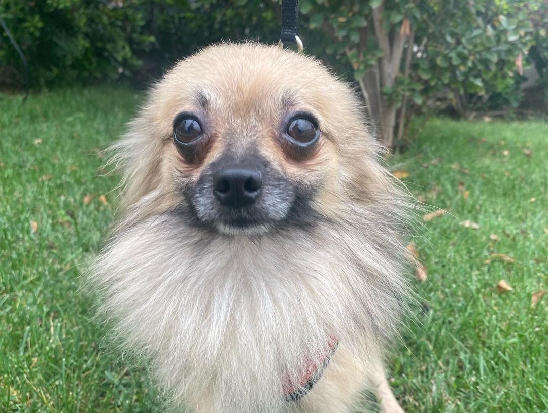 VINCENT! This guy loves to be with his human at all times🤍 He is always down to run errands or hit the local coffee shop for a morning latte⚡️ Vincent is incredibly sweet and loving! Learn more about Vincent and submit an adoption application on our website at www.ocpomrescue.com or click the link in our bio!!✨
•
•
•
🐶If you live in the Southern California area and would like to ADOPT a dog from our website/page, fill out an adoption form on our website, www.ocpomrescue.com!

💕If you want to DONATE to us, click the link in our bio!

♡If you would like to FOSTER with us, follow the link in our bio!!

All animals adopted will be spayed/neutered, microchipped, and vaccinated.

🏡Home checks are required. (virtual, emailed to info@ocpomrescue.com)

Adopt me, or share with a friend!!❣️