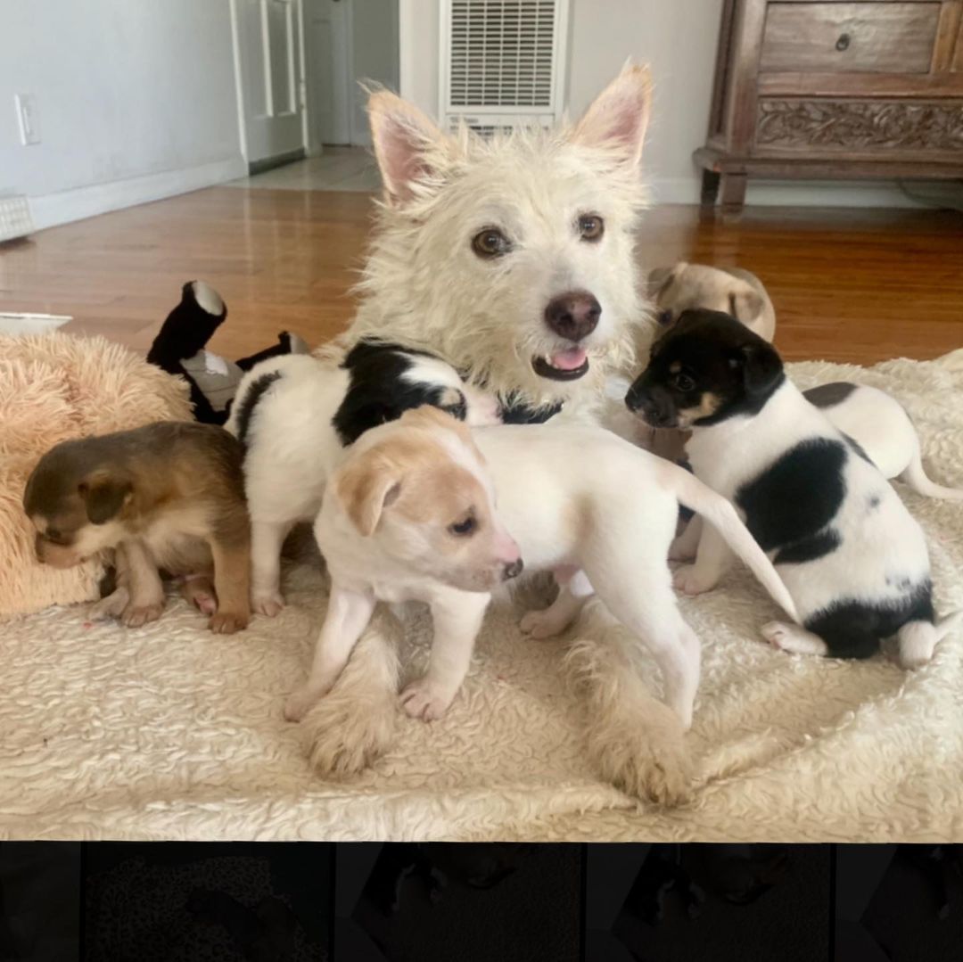 We briefly introduced Hannah last week but here she is officially with her 6 beautiful pups! 😍😍 Scroll through the pictures to see quite possibly the most adorable mama and pups you’ll see today.  Hannah has 4 boys and 2 girls that we need your help naming! Comment what you think we should name them 😊. We’ll announce the chosen names by the end of this week so keep a lookout for your name! 🐶🏆 🐕🐾This adorable family was rescued by @dreamfetchers_project_rescue . Thank you so much for entrusting us with their precious lives 🙏🏼♥️. <a target='_blank' href='https://www.instagram.com/explore/tags/dreamfetchersprojectrescue/'>#dreamfetchersprojectrescue</a> <a target='_blank' href='https://www.instagram.com/explore/tags/bigloveanimalrescue/'>#bigloveanimalrescue</a> <a target='_blank' href='https://www.instagram.com/explore/tags/adoptdontshop/'>#adoptdontshop</a> <a target='_blank' href='https://www.instagram.com/explore/tags/savetheanimals/'>#savetheanimals</a> <a target='_blank' href='https://www.instagram.com/explore/tags/together/'>#together</a>