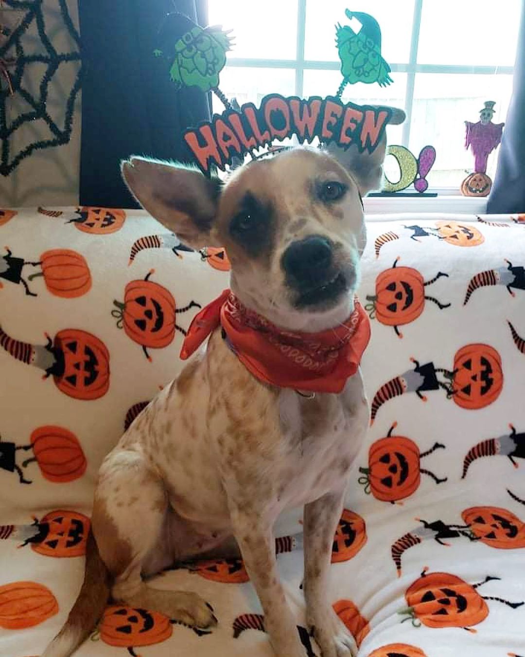 Pumpkin says she would like all treats and no tricks, please! 🎃

Pumpkin is a fun-loving 1 year old cattle dog who made it out of the spooky shelter and is currently being fostered in Houston. Shoot us a message if you’d like to meet her! 
<a target='_blank' href='https://www.instagram.com/explore/tags/pumpkin/'>#pumpkin</a> <a target='_blank' href='https://www.instagram.com/explore/tags/halloween/'>#halloween</a> <a target='_blank' href='https://www.instagram.com/explore/tags/trickortreat/'>#trickortreat</a> <a target='_blank' href='https://www.instagram.com/explore/tags/fosteringsaveslives/'>#fosteringsaveslives</a> <a target='_blank' href='https://www.instagram.com/explore/tags/rescuedogsofinstagram/'>#rescuedogsofinstagram</a> <a target='_blank' href='https://www.instagram.com/explore/tags/rescuedogs/'>#rescuedogs</a> <a target='_blank' href='https://www.instagram.com/explore/tags/mutts/'>#mutts</a> <a target='_blank' href='https://www.instagram.com/explore/tags/rescuedogsofhouston/'>#rescuedogsofhouston</a> <a target='_blank' href='https://www.instagram.com/explore/tags/houstondogs/'>#houstondogs</a>