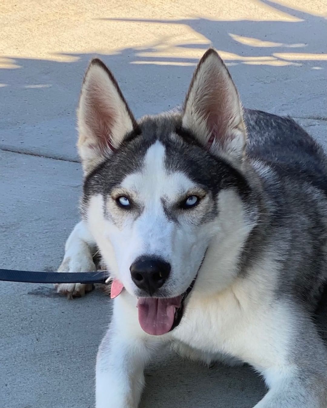 **COURETSY POST**

Morrison is a 10-month-old husky rescued from the Long Beach shelter. A good Samaritan wanted to save him when he found out he was the buddy of Guinness (The black lab on our site)

Morrison is great with all size dogs. He Loves to go for walks, play in the baby pool and romp with his buddies at the dog park. 

Morrison is great with all-size dogs. He loves to go for walks, play in the baby pool and romp with his buddies at the dog park. s a courtesy post an application must be filled out if you would like to meet him. Find the application through the link in our bio or at muttsinneed.org/adoption-application.html
.
.
.
.
.
<a target='_blank' href='https://www.instagram.com/explore/tags/muttsinneed/'>#muttsinneed</a> <a target='_blank' href='https://www.instagram.com/explore/tags/adoptdontshop/'>#adoptdontshop</a> <a target='_blank' href='https://www.instagram.com/explore/tags/muttsofinstagram/'>#muttsofinstagram</a> <a target='_blank' href='https://www.instagram.com/explore/tags/dogsoforangecounty/'>#dogsoforangecounty</a> <a target='_blank' href='https://www.instagram.com/explore/tags/dogsofnewportbeach/'>#dogsofnewportbeach</a> <a target='_blank' href='https://www.instagram.com/explore/tags/orangecountyca/'>#orangecountyca</a> <a target='_blank' href='https://www.instagram.com/explore/tags/newportbeach/'>#newportbeach</a> <a target='_blank' href='https://www.instagram.com/explore/tags/dogs/'>#dogs</a> <a target='_blank' href='https://www.instagram.com/explore/tags/dogsofcalifornia/'>#dogsofcalifornia</a> <a target='_blank' href='https://www.instagram.com/explore/tags/adoptme/'>#adoptme</a> <a target='_blank' href='https://www.instagram.com/explore/tags/adoptabledog/'>#adoptabledog</a> <a target='_blank' href='https://www.instagram.com/explore/tags/adoptableoc/'>#adoptableoc</a> <a target='_blank' href='https://www.instagram.com/explore/tags/fureverhome/'>#fureverhome</a> <a target='_blank' href='https://www.instagram.com/explore/tags/husky/'>#husky</a> <a target='_blank' href='https://www.instagram.com/explore/tags/huskylove/'>#huskylove</a> <a target='_blank' href='https://www.instagram.com/explore/tags/huskylife/'>#huskylife</a> <a target='_blank' href='https://www.instagram.com/explore/tags/huskiesofig/'>#huskiesofig</a>