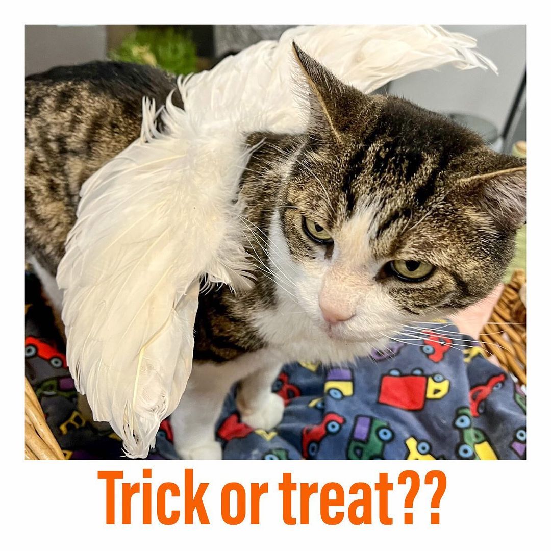 🎃🎃🎃🎃🎃🎃🎃🎃🎃
MEOWLLOWEEN 2021
“Angel or butterfly? Your choice!”
Fievel- a cat from 13th sanctuary
———————————————-

<a target='_blank' href='https://www.instagram.com/explore/tags/instacat/'>#instacat</a> <a target='_blank' href='https://www.instagram.com/explore/tags/instapet/'>#instapet</a> <a target='_blank' href='https://www.instagram.com/explore/tags/cat/'>#cat</a> <a target='_blank' href='https://www.instagram.com/explore/tags/lovecats/'>#lovecats</a> <a target='_blank' href='https://www.instagram.com/explore/tags/adoptdontshop/'>#adoptdontshop</a> <a target='_blank' href='https://www.instagram.com/explore/tags/kittens/'>#kittens</a> <a target='_blank' href='https://www.instagram.com/explore/tags/kitty/'>#kitty</a> <a target='_blank' href='https://www.instagram.com/explore/tags/rescuecats/'>#rescuecats</a> <a target='_blank' href='https://www.instagram.com/explore/tags/rescue/'>#rescue</a> <a target='_blank' href='https://www.instagram.com/explore/tags/13thstcatssanjose/'>#13thstcatssanjose</a> <a target='_blank' href='https://www.instagram.com/explore/tags/california/'>#california</a>  <a target='_blank' href='https://www.instagram.com/explore/tags/love/'>#love</a> <a target='_blank' href='https://www.instagram.com/explore/tags/catsofinstagram/'>#catsofinstagram</a> <a target='_blank' href='https://www.instagram.com/explore/tags/catcostume/'>#catcostume</a> <a target='_blank' href='https://www.instagram.com/explore/tags/catcostumes/'>#catcostumes</a> <a target='_blank' href='https://www.instagram.com/explore/tags/meow/'>#meow</a> <a target='_blank' href='https://www.instagram.com/explore/tags/meowlloween/'>#meowlloween</a> <a target='_blank' href='https://www.instagram.com/explore/tags/halloweencostume/'>#halloweencostume</a> <a target='_blank' href='https://www.instagram.com/explore/tags/halloween/'>#halloween</a> <a target='_blank' href='https://www.instagram.com/explore/tags/halloween2021/'>#halloween2021</a>