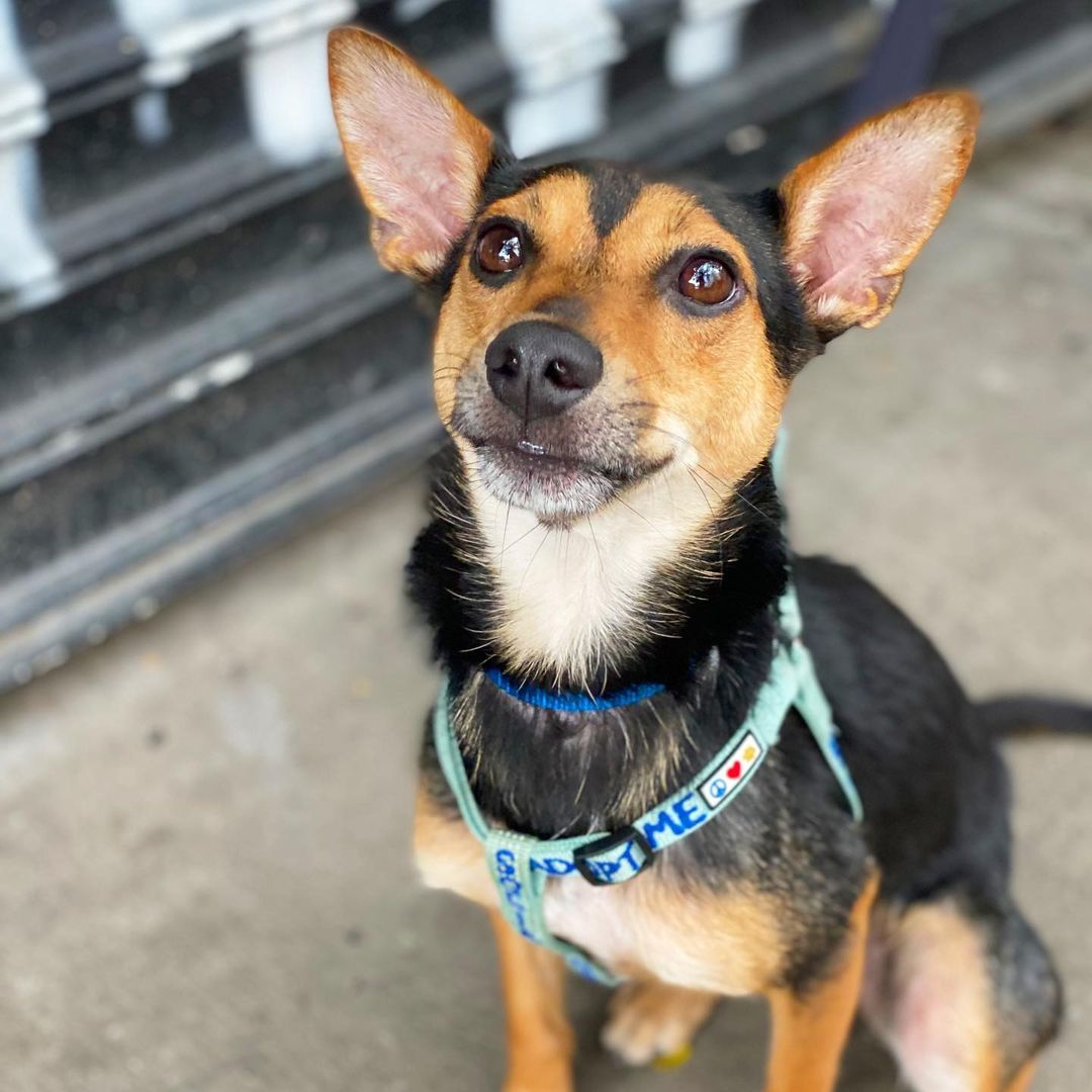 URGENT!! THIS BOY NEEDS A FOSTER HOME IN THE SUBURBS ASAP!!! Woody is 3 years old, only 17 lbs, and yet another pup tortured by city living. The sights, sounds, commotion… far too much stimulation for this gentle, sensitive Shiba Inu/terrier mix, and he’s constantly on edge. He’s scared and stressed outside, which makes it hard for him to interact with other dogs on leash — he gets worked up fast and barks like a wee monster. Indoors, he’s a playful, housebroken, respectful, affectionate love muffin though. His current foster mom is bummed to see him go, but he’s just so miserable here she knows he needs a quieter environment. She says: “Woody is the sweetest little cuddle bug with so much love to give. He is the perfect work from home companion — he will curl up by your feet and sleep, occasionally checking up on you by peeking over the table or putting his head on your lap for some long overdue pats. But once you hit the couch, he'll come bounding over and snuggle right into your arms for cuddles and belly rubs. I'd say being in your lap and arms is probably his favorite place in the apartment. If you're laying down, he likes to put his head on your chest or shoulder and give you the occasional lick on the chin. He loves checking himself out in front of the mirror and can spend minutes just staring. Sometimes he barks at his reflection, but who doesn't have bad hair days? He doesn't chew things up when he's left alone. He was housebroken in just the first few days and he is now learning basic commands! Woody is very food motivated and while he won't whine to beg for your food, he'll be right by your feet to see if anything drops. He's a total people person. Everyone who meets and interacts with him fall in love immediately because of all the affection he gives.” PLEASE HELP!!! Pickup is ASAP in the East Village, fostering lasts 2 to 4 weeks. If you can give him a temporary home, please submit the foster app at socialteesnyc.org and email foster@socialteesnyc.org NOW!!! <a target='_blank' href='https://www.instagram.com/explore/tags/adoptdontshop/'>#adoptdontshop</a> <a target='_blank' href='https://www.instagram.com/explore/tags/fosterme/'>#fosterme</a> <a target='_blank' href='https://www.instagram.com/explore/tags/shibainu/'>#shibainu</a> <a target='_blank' href='https://www.instagram.com/explore/tags/shiba/'>#shiba</a> <a target='_blank' href='https://www.instagram.com/explore/tags/rescuedog/'>#rescuedog</a> <a target='_blank' href='https://www.instagram.com/explore/tags/dogsofinstagram/'>#dogsofinstagram</a> <a target='_blank' href='https://www.instagram.com/explore/tags/animalrescue/'>#animalrescue</a> <a target='_blank' href='https://www.instagram.com/explore/tags/terrier/'>#terrier</a> <a target='_blank' href='https://www.instagram.com/explore/tags/socialtees/'>#socialtees</a> <a target='_blank' href='https://www.instagram.com/explore/tags/socialteesnyc/'>#socialteesnyc</a> <a target='_blank' href='https://www.instagram.com/explore/tags/straypride/'>#straypride</a>