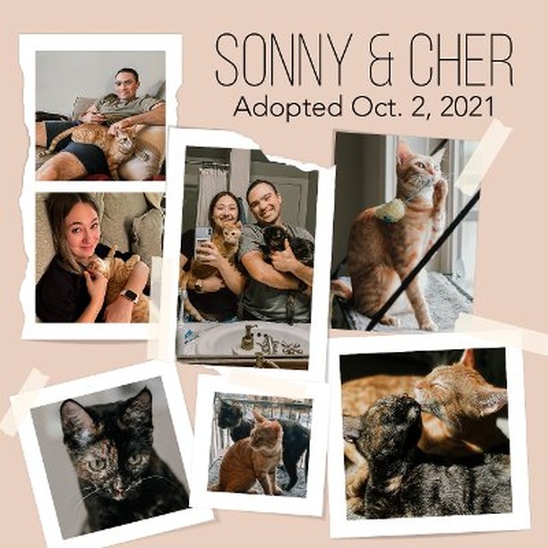 Forever Home Update:  Fabian (ginger tabby) and Freda (tortie) are now Sonny & Cher!  Their adopters share wonderful news: 
