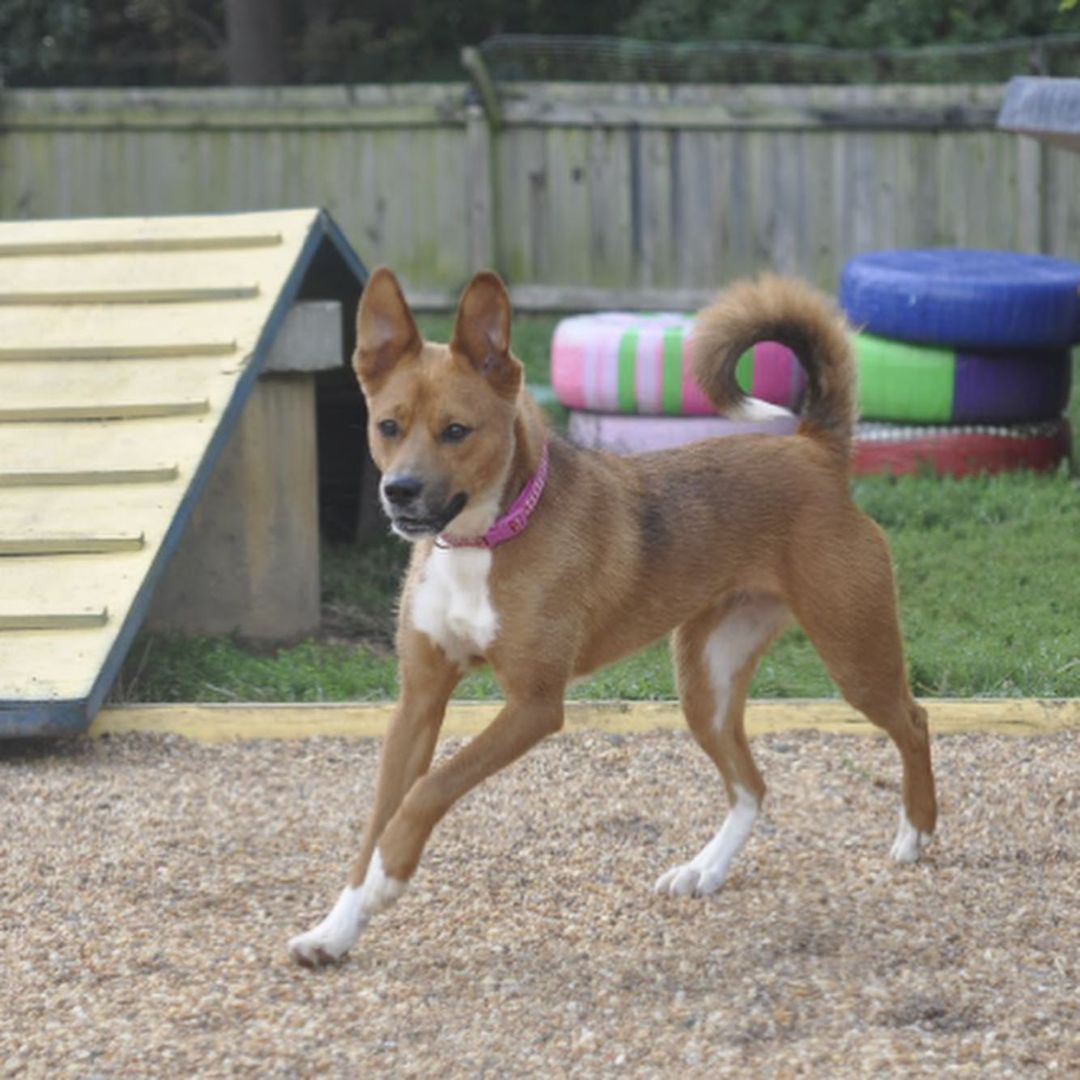 Meet Myra! Myra is a 1 year old retriever mix looking for a home with adults only. Myra loves people, walks, cuddles and to talk. Myra also enjoys playing with other dogs who can match her play style. Due to Myra's love for talking, she would do best in a townhouse or single family home. Myra does show some resource guarding with food towards other dogs, so she will need a household that can manage this. Myra does enjoy the outdoors but if she sees squirrels, she will try to chase them. However, if you have a yard, we think Myra would be great at keeping it squirrel free!

Myra would love a furever home, but a foster would be great too.
Contact adoptioncenter@homewardtrails.org if Myra seems like the girl for you. <a target='_blank' href='https://www.instagram.com/explore/tags/adoptdontshop/'>#adoptdontshop</a> <a target='_blank' href='https://www.instagram.com/explore/tags/homewardtrails/'>#homewardtrails</a> <a target='_blank' href='https://www.instagram.com/explore/tags/catsofinstagram/'>#catsofinstagram</a> <a target='_blank' href='https://www.instagram.com/explore/tags/dogsofinsta/'>#dogsofinsta</a> <a target='_blank' href='https://www.instagram.com/explore/tags/adoptionevent/'>#adoptionevent</a> <a target='_blank' href='https://www.instagram.com/explore/tags/cleartheshelters/'>#cleartheshelters</a> <a target='_blank' href='https://www.instagram.com/explore/tags/dogsofinstagram/'>#dogsofinstagram</a> <a target='_blank' href='https://www.instagram.com/explore/tags/catsofinsta/'>#catsofinsta</a> <a target='_blank' href='https://www.instagram.com/explore/tags/animalrescue/'>#animalrescue</a> <a target='_blank' href='https://www.instagram.com/explore/tags/rescuedog/'>#rescuedog</a> <a target='_blank' href='https://www.instagram.com/explore/tags/dogsofinstagram/'>#dogsofinstagram</a> <a target='_blank' href='https://www.instagram.com/explore/tags/rescuedogsofinstagram/'>#rescuedogsofinstagram</a> <a target='_blank' href='https://www.instagram.com/explore/tags/dog/'>#dog</a> <a target='_blank' href='https://www.instagram.com/explore/tags/dogs/'>#dogs</a> <a target='_blank' href='https://www.instagram.com/explore/tags/dogstagram/'>#dogstagram</a> <a target='_blank' href='https://www.instagram.com/explore/tags/rescue/'>#rescue</a> <a target='_blank' href='https://www.instagram.com/explore/tags/instadog/'>#instadog</a> <a target='_blank' href='https://www.instagram.com/explore/tags/dogoftheday/'>#dogoftheday</a>  <a target='_blank' href='https://www.instagram.com/explore/tags/doglife/'>#doglife</a> <a target='_blank' href='https://www.instagram.com/explore/tags/doglover/'>#doglover</a> <a target='_blank' href='https://www.instagram.com/explore/tags/rescuedismyfavoritebreed/'>#rescuedismyfavoritebreed</a> <a target='_blank' href='https://www.instagram.com/explore/tags/doglovers/'>#doglovers</a> <a target='_blank' href='https://www.instagram.com/explore/tags/dogsofinsta/'>#dogsofinsta</a> <a target='_blank' href='https://www.instagram.com/explore/tags/doggo/'>#doggo</a> <a target='_blank' href='https://www.instagram.com/explore/tags/rescuedogs/'>#rescuedogs</a> <a target='_blank' href='https://www.instagram.com/explore/tags/muttsofinstagram/'>#muttsofinstagram</a> <a target='_blank' href='https://www.instagram.com/explore/tags/puppiesofinstagram/'>#puppiesofinstagram</a> <a target='_blank' href='https://www.instagram.com/explore/tags/ilovemydog/'>#ilovemydog</a> <a target='_blank' href='https://www.instagram.com/explore/tags/dogsofig/'>#dogsofig</a>