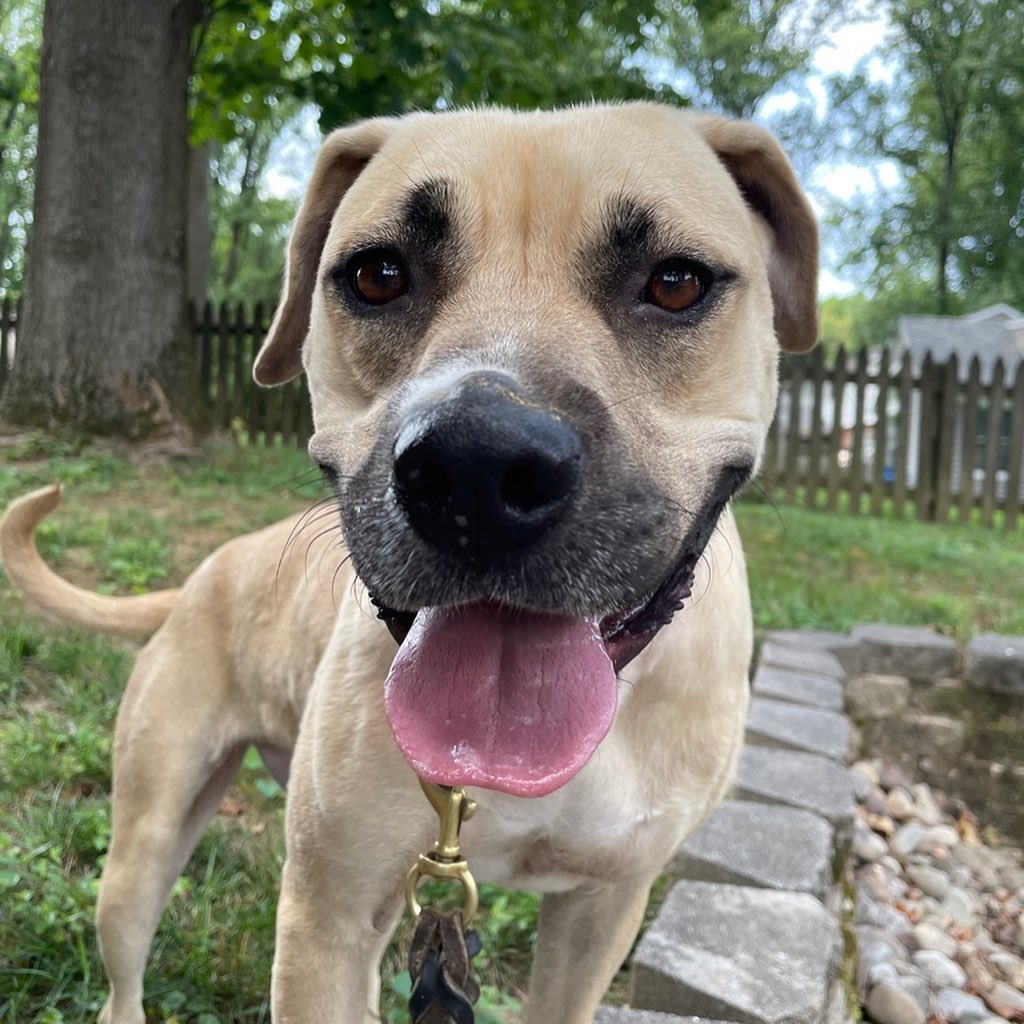 Are you an no active person looking for an active dog? Are you looking for a dog to join you on your trips to the river, lake, or beach? What about a pup to take on long hikes or for your daily run? Well I’m your gal! My name is Veela and I’m a 2 year old, 57 lb Shepherd mix who is looking for a family to call my own. I definitely need a family who will spoil me beause I’ve had a hard life so far. I like to have fun and have a fair amount of energy but nothing a couple long walks and some backyard time wouldn’t take care of. To learn more about me and how to adopt, go to the link in our bio!

<a target='_blank' href='https://www.instagram.com/explore/tags/adoptabledog/'>#adoptabledog</a> <a target='_blank' href='https://www.instagram.com/explore/tags/adoptdontshop/'>#adoptdontshop</a> <a target='_blank' href='https://www.instagram.com/explore/tags/opttoadopt/'>#opttoadopt</a> <a target='_blank' href='https://www.instagram.com/explore/tags/ophrescue/'>#ophrescue</a> <a target='_blank' href='https://www.instagram.com/explore/tags/savedogs/'>#savedogs</a> <a target='_blank' href='https://www.instagram.com/explore/tags/dogrescue/'>#dogrescue</a> <a target='_blank' href='https://www.instagram.com/explore/tags/rescuedogs/'>#rescuedogs</a> <a target='_blank' href='https://www.instagram.com/explore/tags/mustlovedogs/'>#mustlovedogs</a> <a target='_blank' href='https://www.instagram.com/explore/tags/rescuedismyfavoritebreed/'>#rescuedismyfavoritebreed</a> <a target='_blank' href='https://www.instagram.com/explore/tags/rescuedogsofinstagram/'>#rescuedogsofinstagram</a>
<a target='_blank' href='https://www.instagram.com/explore/tags/cutedog/'>#cutedog</a> <a target='_blank' href='https://www.instagram.com/explore/tags/dogsofinstagram/'>#dogsofinstagram</a> <a target='_blank' href='https://www.instagram.com/explore/tags/dogstagram/'>#dogstagram</a> <a target='_blank' href='https://www.instagram.com/explore/tags/doggie/'>#doggie</a> <a target='_blank' href='https://www.instagram.com/explore/tags/dogslife/'>#dogslife</a> <a target='_blank' href='https://www.instagram.com/explore/tags/rescuedogsrock/'>#rescuedogsrock</a>