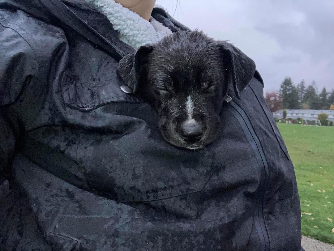 Any dog that can sleep soundly in the pouring rain truly belongs in the PNW ☔️ Meet adoptable Mickey, a 9 week old shepherd pit mix who was rescued with his mom and 3 siblings near San Bernardino, CA. They joined us in Seattle on 10/24. Keep an eye on our website for pupdates 🐾