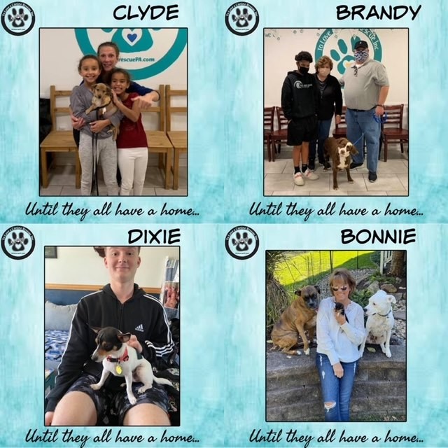 It’s HAPPY TAILS time!!! This week we had 1️⃣5️⃣ adoptions because our team is awesome!! 

🐾Clyde (now Sam) 
🐾Brandy 
🐾Dixie 
🐾Bonnie (now Fig)
🐾Phoebe (keeping name)
🐾Ben (now Jasper) 
🐾Cherry (now Izzy)
🐾King (keeping name)
🐾Mika 
🐾Misty (keeping name)
🐾Griffin 
🐾Suzzie (now Roxy) 
🐾Pumpkin Butter (now Lola) 
🐾Beau 
🐾Catoe 

Thank you everyone! Have a great week!