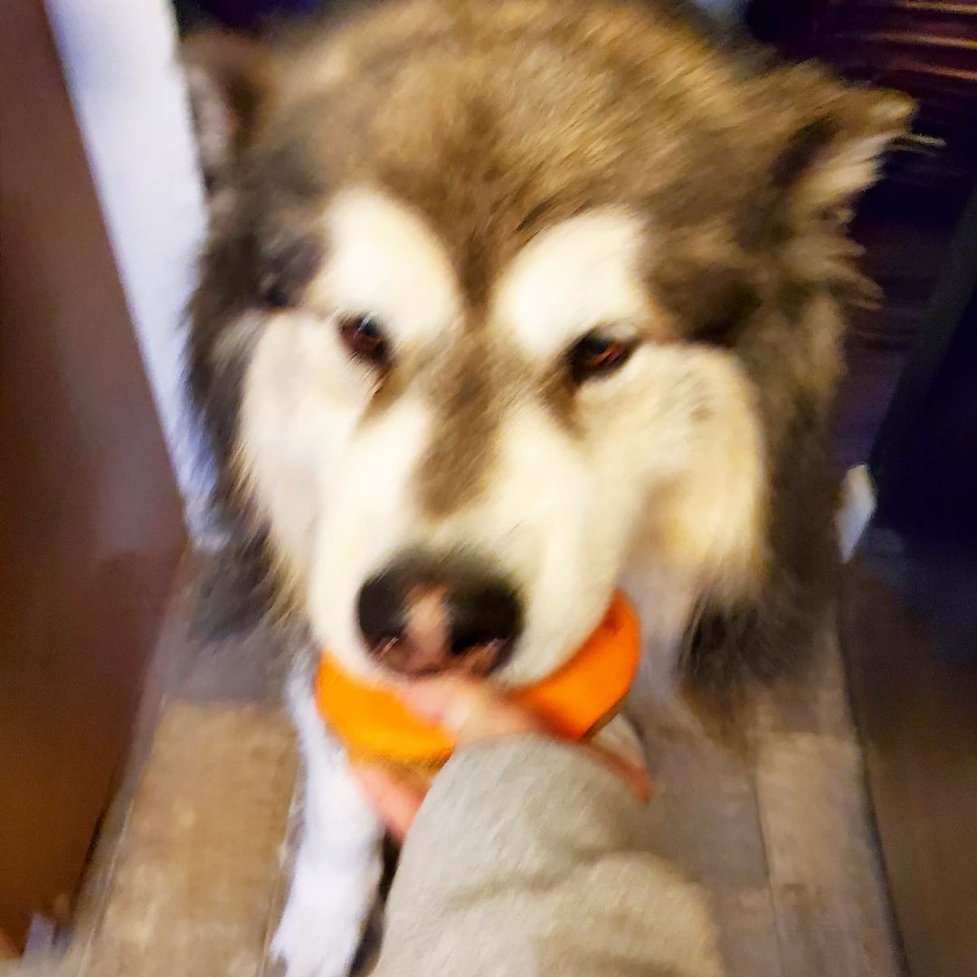 Bear was so excited to eat his Pupkin snack from @off_the_leash_truck that he wouldn't sit still for his picture 🙄😄 <a target='_blank' href='https://www.instagram.com/explore/tags/snacktime/'>#snacktime</a> <a target='_blank' href='https://www.instagram.com/explore/tags/sohungry/'>#sohungry</a> <a target='_blank' href='https://www.instagram.com/explore/tags/wasstarving/'>#wasstarving</a> <a target='_blank' href='https://www.instagram.com/explore/tags/giantdog/'>#giantdog</a> <a target='_blank' href='https://www.instagram.com/explore/tags/arcticspiritrescue/'>#arcticspiritrescue</a> <a target='_blank' href='https://www.instagram.com/explore/tags/adoptdontshop/'>#adoptdontshop</a> <a target='_blank' href='https://www.instagram.com/explore/tags/rescuedog/'>#rescuedog</a> <a target='_blank' href='https://www.instagram.com/explore/tags/rescuedogsofinstagram/'>#rescuedogsofinstagram</a> <a target='_blank' href='https://www.instagram.com/explore/tags/fosteringsaveslives/'>#fosteringsaveslives</a> <a target='_blank' href='https://www.instagram.com/explore/tags/adopt/'>#adopt</a> <a target='_blank' href='https://www.instagram.com/explore/tags/foster/'>#foster</a> <a target='_blank' href='https://www.instagram.com/explore/tags/rescue/'>#rescue</a> <a target='_blank' href='https://www.instagram.com/explore/tags/malamute/'>#malamute</a> <a target='_blank' href='https://www.instagram.com/explore/tags/malamutesofinstagram/'>#malamutesofinstagram</a> <a target='_blank' href='https://www.instagram.com/explore/tags/alaskanmalamute/'>#alaskanmalamute</a> <a target='_blank' href='https://www.instagram.com/explore/tags/alaskanmalamutesofinstagram/'>#alaskanmalamutesofinstagram</a> <a target='_blank' href='https://www.instagram.com/explore/tags/dogsofinstagram/'>#dogsofinstagram</a> <a target='_blank' href='https://www.instagram.com/explore/tags/foodtruck/'>#foodtruck</a> <a target='_blank' href='https://www.instagram.com/explore/tags/dogtreats/'>#dogtreats</a> <a target='_blank' href='https://www.instagram.com/explore/tags/foodtruckfordogs/'>#foodtruckfordogs</a>