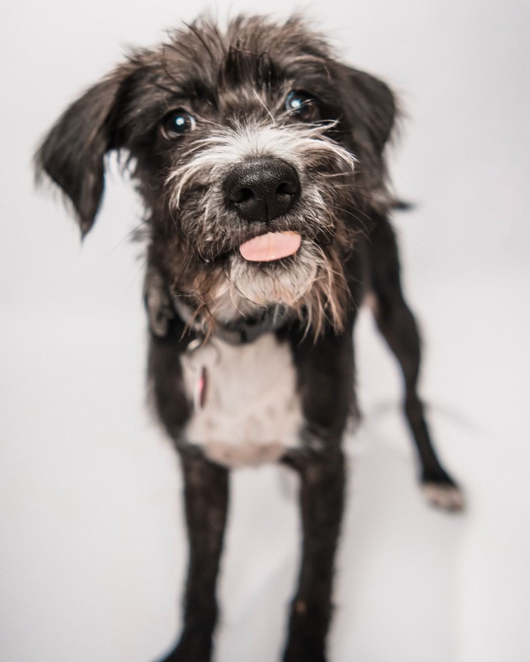 Adoptable Trey would like to know if his silly faces are cute enough for <a target='_blank' href='https://www.instagram.com/explore/tags/TongueOutTuesday/'>#TongueOutTuesday</a>! We sure think so! 😛
.
📸: @hannah.humane