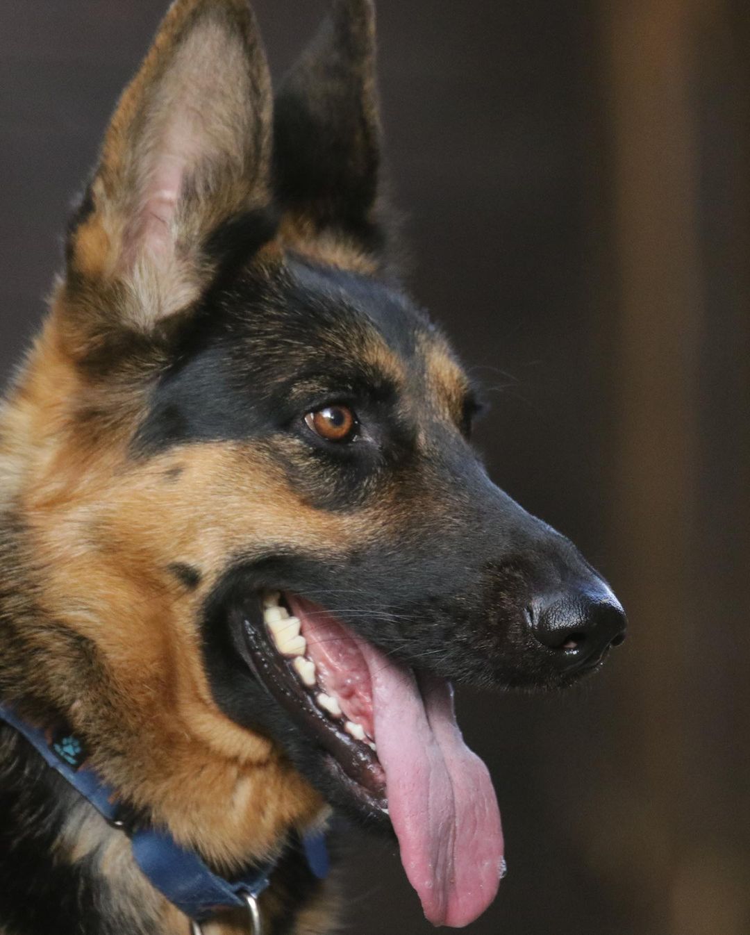 RAVEN 🤩! Beautiful photo by her foster. This shy, elegant gal is having a great time in her foster home with @ani.gsd and is exploring more of the world and generally blossoming. She is a very soft dog - that’s both her fur and her temperament!
—
Raven came to us from @animalfriendsofthevalleys where she ended up as a stray, and no one ever came looking for her. The shelter called out for rescue help due to her shyness, which needs experience and a particular setup to manage and/or overcome successfully.
She will be available to adopt soon.
—
<a target='_blank' href='https://www.instagram.com/explore/tags/shydog/'>#shydog</a> <a target='_blank' href='https://www.instagram.com/explore/tags/scareddog/'>#scareddog</a> <a target='_blank' href='https://www.instagram.com/explore/tags/dogportrait/'>#dogportrait</a> <a target='_blank' href='https://www.instagram.com/explore/tags/dogsofinstagram/'>#dogsofinstagram</a> <a target='_blank' href='https://www.instagram.com/explore/tags/gsd/'>#gsd</a> <a target='_blank' href='https://www.instagram.com/explore/tags/shepherd/'>#shepherd</a> <a target='_blank' href='https://www.instagram.com/explore/tags/germanshepherd/'>#germanshepherd</a> <a target='_blank' href='https://www.instagram.com/explore/tags/rescuedog/'>#rescuedog</a> <a target='_blank' href='https://www.instagram.com/explore/tags/dogrescue/'>#dogrescue</a> <a target='_blank' href='https://www.instagram.com/explore/tags/dogsoflosangeles/'>#dogsoflosangeles</a> <a target='_blank' href='https://www.instagram.com/explore/tags/rescuedogsrule/'>#rescuedogsrule</a>