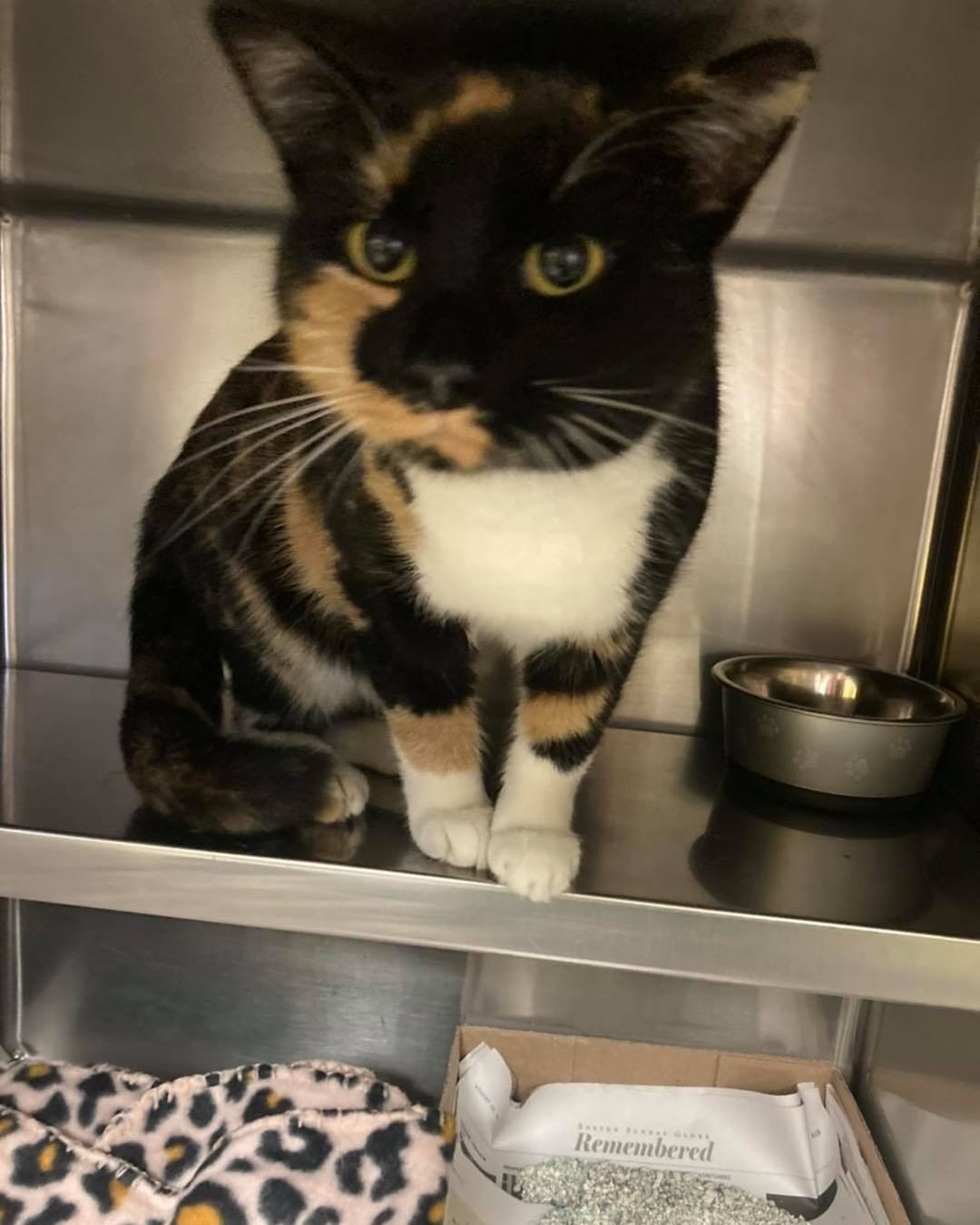 Do you know us?

Black and white female stray found on Montgomery st. 

Calico female stray found on Granite St.

If you know these cats please call us at 603-628-3544.