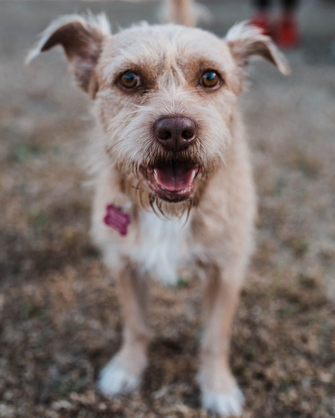 Mr. Humphrey Bogart would like to make your acquaintance! Once a street dog infested with fleas and ticks, this terrific <a target='_blank' href='https://www.instagram.com/explore/tags/terrier/'>#terrier</a> has blossomed from a nervous stray into a loving and affectionate boy. He loves to play with other dogs, and always enjoys having his photo taken! 😊
.
📸: @hannah.humane