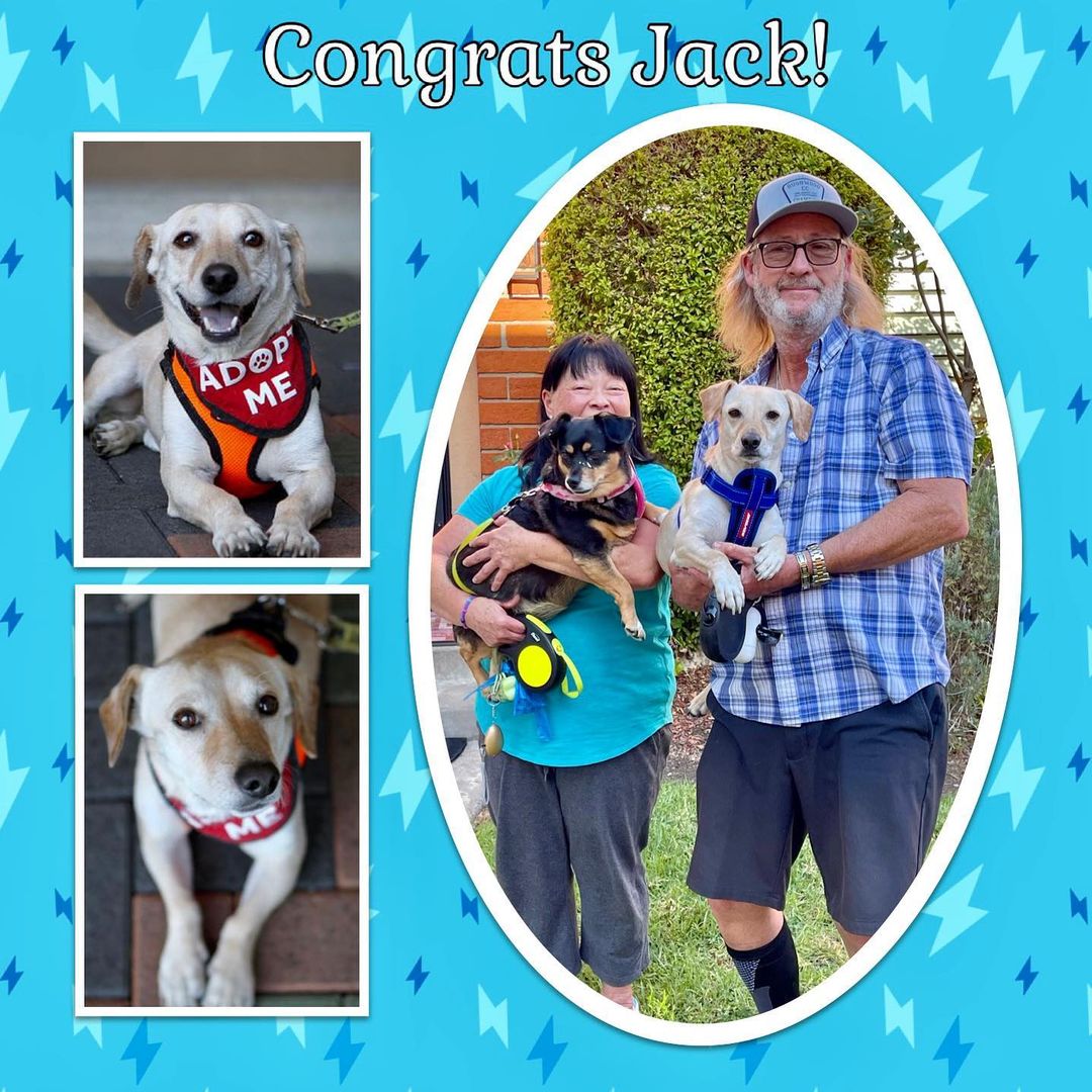 Congratulations Jack! Previous adopters Blanche and her hubby (who adopted Marcus a while back) saw Jack and thought he would be the perfect companion for their darling Cupcake. They got along great, and now Jack has his forever home with wonderful pawrents and fursibling. Congrats and happy tails to all!
.
.
.
.

<a target='_blank' href='https://www.instagram.com/explore/tags/rescue/'>#rescue</a> <a target='_blank' href='https://www.instagram.com/explore/tags/rescuedogs/'>#rescuedogs</a> <a target='_blank' href='https://www.instagram.com/explore/tags/savealife/'>#savealife</a> <a target='_blank' href='https://www.instagram.com/explore/tags/adoptdontshop/'>#adoptdontshop</a> <a target='_blank' href='https://www.instagram.com/explore/tags/newbeginningsforanimals/'>#newbeginningsforanimals</a> <a target='_blank' href='https://www.instagram.com/explore/tags/NBFA/'>#NBFA</a> <a target='_blank' href='https://www.instagram.com/explore/tags/orangecountyrescues/'>#orangecountyrescues</a> <a target='_blank' href='https://www.instagram.com/explore/tags/southerncalifornia/'>#southerncalifornia</a> <a target='_blank' href='https://www.instagram.com/explore/tags/alisoviejo/'>#alisoviejo</a> <a target='_blank' href='https://www.instagram.com/explore/tags/adopt/'>#adopt</a> <a target='_blank' href='https://www.instagram.com/explore/tags/adoption/'>#adoption</a> <a target='_blank' href='https://www.instagram.com/explore/tags/pets/'>#pets</a> <a target='_blank' href='https://www.instagram.com/explore/tags/dog/'>#dog</a> <a target='_blank' href='https://www.instagram.com/explore/tags/missionviejo/'>#missionviejo</a> <a target='_blank' href='https://www.instagram.com/explore/tags/rescuedogsofinstagram/'>#rescuedogsofinstagram</a> <a target='_blank' href='https://www.instagram.com/explore/tags/nonprofit/'>#nonprofit</a> <a target='_blank' href='https://www.instagram.com/explore/tags/rescueismyfavoritebreed/'>#rescueismyfavoritebreed</a> <a target='_blank' href='https://www.instagram.com/explore/tags/petsmartcharaties/'>#petsmartcharaties</a> <a target='_blank' href='https://www.instagram.com/explore/tags/rescuedogsrule/'>#rescuedogsrule</a> <a target='_blank' href='https://www.instagram.com/explore/tags/theonesinneedarethebestbreed/'>#theonesinneedarethebestbreed</a> <a target='_blank' href='https://www.instagram.com/explore/tags/picme/'>#picme</a> <a target='_blank' href='https://www.instagram.com/explore/tags/iadopted/'>#iadopted</a> <a target='_blank' href='https://www.instagram.com/explore/tags/successstory/'>#successstory</a> <a target='_blank' href='https://www.instagram.com/explore/tags/happilyeverafter/'>#happilyeverafter</a> <a target='_blank' href='https://www.instagram.com/explore/tags/adoptionwins/'>#adoptionwins</a> <a target='_blank' href='https://www.instagram.com/explore/tags/happytails/'>#happytails</a> <a target='_blank' href='https://www.instagram.com/explore/tags/foreverhome/'>#foreverhome</a> <a target='_blank' href='https://www.instagram.com/explore/tags/fureverhome/'>#fureverhome</a> <a target='_blank' href='https://www.instagram.com/explore/tags/happilyfureverafter/'>#happilyfureverafter</a>