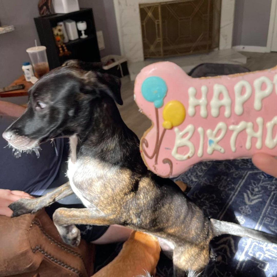 Bibimbap, now known as Stella, just celebrated her first birthday in her furever home! She got some yummy treats and partied with her best friends, and then crashed for a nice nap after all the excitement. Congratulations Stella on one year, here's to many more!⠀
⠀
<a target='_blank' href='https://www.instagram.com/explore/tags/houstonpetsalive/'>#houstonpetsalive</a> <a target='_blank' href='https://www.instagram.com/explore/tags/bibimbap/'>#bibimbap</a> <a target='_blank' href='https://www.instagram.com/explore/tags/stella/'>#stella</a> <a target='_blank' href='https://www.instagram.com/explore/tags/adopted/'>#adopted</a> <a target='_blank' href='https://www.instagram.com/explore/tags/adopt/'>#adopt</a> <a target='_blank' href='https://www.instagram.com/explore/tags/adoptdontshop/'>#adoptdontshop</a> <a target='_blank' href='https://www.instagram.com/explore/tags/dog/'>#dog</a> <a target='_blank' href='https://www.instagram.com/explore/tags/dogs/'>#dogs</a> <a target='_blank' href='https://www.instagram.com/explore/tags/dogsofinstagram/'>#dogsofinstagram</a> <a target='_blank' href='https://www.instagram.com/explore/tags/dogs_of_instagram/'>#dogs_of_instagram</a> <a target='_blank' href='https://www.instagram.com/explore/tags/cutedog/'>#cutedog</a> <a target='_blank' href='https://www.instagram.com/explore/tags/cutedoggo/'>#cutedoggo</a> <a target='_blank' href='https://www.instagram.com/explore/tags/happybirthday/'>#happybirthday</a> <a target='_blank' href='https://www.instagram.com/explore/tags/doggo/'>#doggo</a> <a target='_blank' href='https://www.instagram.com/explore/tags/birthdaygirl/'>#birthdaygirl</a> <a target='_blank' href='https://www.instagram.com/explore/tags/congratulations/'>#congratulations</a> <a target='_blank' href='https://www.instagram.com/explore/tags/oneyear/'>#oneyear</a> <a target='_blank' href='https://www.instagram.com/explore/tags/firstbirthday/'>#firstbirthday</a> <a target='_blank' href='https://www.instagram.com/explore/tags/celebrate/'>#celebrate</a> <a target='_blank' href='https://www.instagram.com/explore/tags/birthdayparty/'>#birthdayparty</a> <a target='_blank' href='https://www.instagram.com/explore/tags/houston/'>#houston</a> <a target='_blank' href='https://www.instagram.com/explore/tags/htx/'>#htx</a> <a target='_blank' href='https://www.instagram.com/explore/tags/houstonrescue/'>#houstonrescue</a> <a target='_blank' href='https://www.instagram.com/explore/tags/rescuedog/'>#rescuedog</a> <a target='_blank' href='https://www.instagram.com/explore/tags/rescuepup/'>#rescuepup</a> <a target='_blank' href='https://www.instagram.com/explore/tags/rescueismyfavoritebreed/'>#rescueismyfavoritebreed</a> <a target='_blank' href='https://www.instagram.com/explore/tags/saveadog/'>#saveadog</a> <a target='_blank' href='https://www.instagram.com/explore/tags/rescue/'>#rescue</a> <a target='_blank' href='https://www.instagram.com/explore/tags/saveapup/'>#saveapup</a> <a target='_blank' href='https://www.instagram.com/explore/tags/cutepup/'>#cutepup</a>