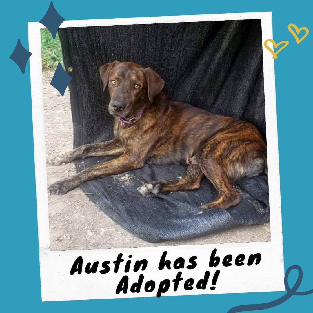 🎊🎉 Good news over here -  good boy Austin has been adopted! He'll be with his new family very soon. We are so happy for you Austin, we know you and your new fam will live happily ever after! <a target='_blank' href='https://www.instagram.com/explore/tags/happytails/'>#happytails</a>
.
➡️➡️ If you'd like your own fairytale ending, check out some other lovebugs who are looking for their forever homes through the link in our bio. ⬅️⬅️
.
<a target='_blank' href='https://www.instagram.com/explore/tags/texomadogranch/'>#texomadogranch</a> <a target='_blank' href='https://www.instagram.com/explore/tags/foreverhome/'>#foreverhome</a> <a target='_blank' href='https://www.instagram.com/explore/tags/loveisintheair/'>#loveisintheair</a> <a target='_blank' href='https://www.instagram.com/explore/tags/perfectpet/'>#perfectpet</a> <a target='_blank' href='https://www.instagram.com/explore/tags/sheltercrush/'>#sheltercrush</a> <a target='_blank' href='https://www.instagram.com/explore/tags/celebrateadoption/'>#celebrateadoption</a> <a target='_blank' href='https://www.instagram.com/explore/tags/celebratecaninecuteness/'>#celebratecaninecuteness</a> <a target='_blank' href='https://www.instagram.com/explore/tags/adopted/'>#adopted</a> <a target='_blank' href='https://www.instagram.com/explore/tags/wagbarkadopt/'>#wagbarkadopt</a> <a target='_blank' href='https://www.instagram.com/explore/tags/puppylove/'>#puppylove</a> <a target='_blank' href='https://www.instagram.com/explore/tags/happygotchaday/'>#happygotchaday</a> <a target='_blank' href='https://www.instagram.com/explore/tags/rescuedogsofinstagram/'>#rescuedogsofinstagram</a> <a target='_blank' href='https://www.instagram.com/explore/tags/adoptionislove/'>#adoptionislove</a> <a target='_blank' href='https://www.instagram.com/explore/tags/adoptionjourney/'>#adoptionjourney</a> <a target='_blank' href='https://www.instagram.com/explore/tags/adoptionday/'>#adoptionday</a> <a target='_blank' href='https://www.instagram.com/explore/tags/adoptionrocks/'>#adoptionrocks</a> <a target='_blank' href='https://www.instagram.com/explore/tags/gotchaday/'>#gotchaday</a> <a target='_blank' href='https://www.instagram.com/explore/tags/adoptionsofinstagram/'>#adoptionsofinstagram</a> <a target='_blank' href='https://www.instagram.com/explore/tags/adoptapup/'>#adoptapup</a>