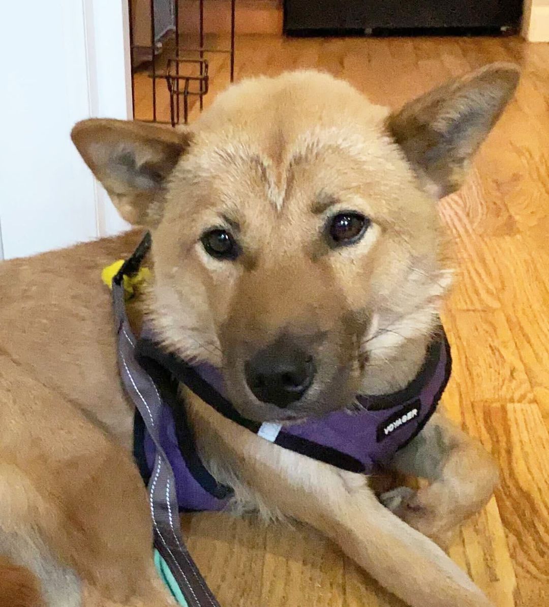 Meet our good boy Bulgari! 💎 He’s a 2-year-old Jindo mix and weighs about 31 pounds. Bulgari was rescued by our partner @animal_kara from Uijeongbu, a dog training center run more like a death camp. He’s best described as friendly, easy-going, smart, calm, and sweet. Bulgari is fully crate trained and working on potty training. He appreciates a good head scritch, and his favorite treat is cheese. 🧀 We think his ideal adopter would be an active person who enjoys jogging or running with Bulgari and can help him build confidence. Could that be you? Apply to adopt!

🐕 On a case-by-case basis, we accept applications from residents living within 30-miles of NYC and certain areas within CT, PA, D.C., MD, and MA. Check koreank9rescue.org/adopt for more details! 📝⁠⁠⁠⁠⁠⁠⁠⁠⁠⁠⁠⁠⁠

<a target='_blank' href='https://www.instagram.com/explore/tags/jindo/'>#jindo</a> <a target='_blank' href='https://www.instagram.com/explore/tags/adoptmenyc/'>#adoptmenyc</a> <a target='_blank' href='https://www.instagram.com/explore/tags/nyc/'>#nyc</a> <a target='_blank' href='https://www.instagram.com/explore/tags/korea/'>#korea</a> <a target='_blank' href='https://www.instagram.com/explore/tags/adoptme/'>#adoptme</a> <a target='_blank' href='https://www.instagram.com/explore/tags/adoptmeplease/'>#adoptmeplease</a> <a target='_blank' href='https://www.instagram.com/explore/tags/koreank9rescue/'>#koreank9rescue</a> <a target='_blank' href='https://www.instagram.com/explore/tags/kk9r/'>#kk9r</a> <a target='_blank' href='https://www.instagram.com/explore/tags/spay/'>#spay</a> <a target='_blank' href='https://www.instagram.com/explore/tags/neuter/'>#neuter</a> <a target='_blank' href='https://www.instagram.com/explore/tags/rescueismyfavoritebreed/'>#rescueismyfavoritebreed</a> <a target='_blank' href='https://www.instagram.com/explore/tags/rescuedog/'>#rescuedog</a> <a target='_blank' href='https://www.instagram.com/explore/tags/everydogdeserveslove/'>#everydogdeserveslove</a> <a target='_blank' href='https://www.instagram.com/explore/tags/showlovekorea/'>#showlovekorea</a>