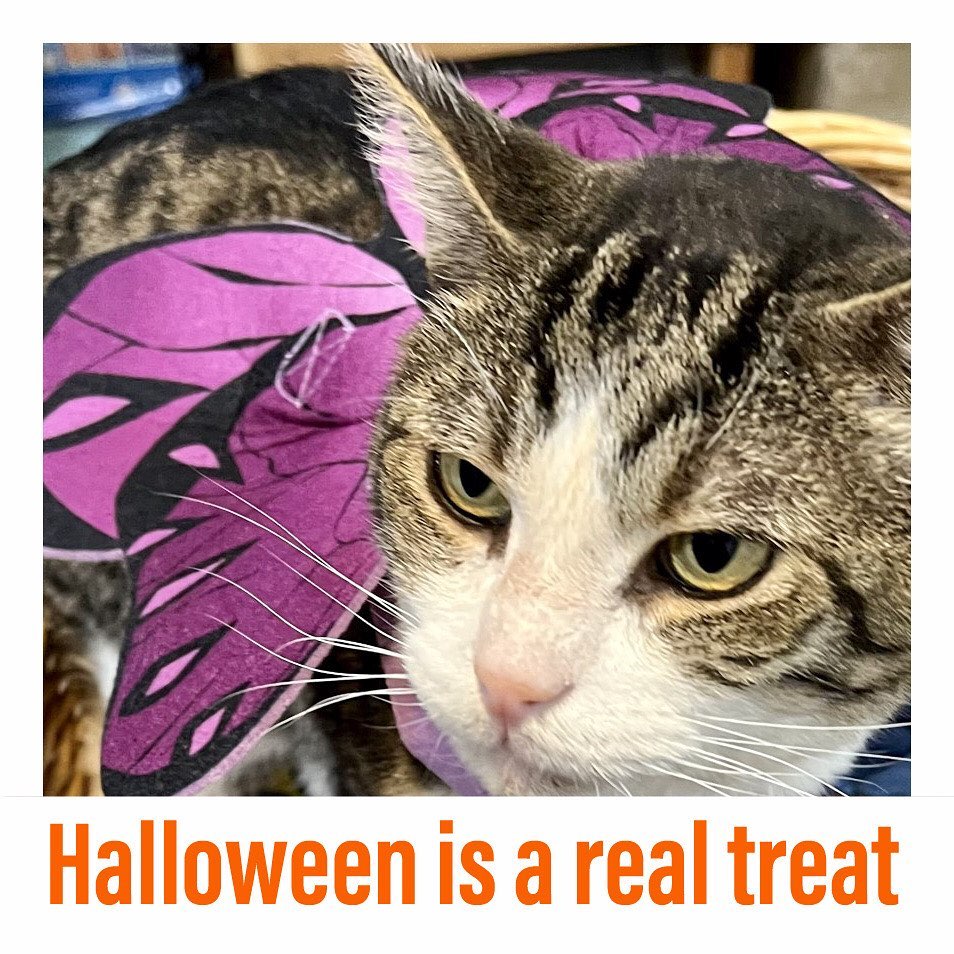 🎃🎃🎃🎃🎃🎃🎃🎃🎃
MEOWLLOWEEN 2021
“Angel or butterfly? Your choice!”
Fievel- a cat from 13th sanctuary
———————————————-

<a target='_blank' href='https://www.instagram.com/explore/tags/instacat/'>#instacat</a> <a target='_blank' href='https://www.instagram.com/explore/tags/instapet/'>#instapet</a> <a target='_blank' href='https://www.instagram.com/explore/tags/cat/'>#cat</a> <a target='_blank' href='https://www.instagram.com/explore/tags/lovecats/'>#lovecats</a> <a target='_blank' href='https://www.instagram.com/explore/tags/adoptdontshop/'>#adoptdontshop</a> <a target='_blank' href='https://www.instagram.com/explore/tags/kittens/'>#kittens</a> <a target='_blank' href='https://www.instagram.com/explore/tags/kitty/'>#kitty</a> <a target='_blank' href='https://www.instagram.com/explore/tags/rescuecats/'>#rescuecats</a> <a target='_blank' href='https://www.instagram.com/explore/tags/rescue/'>#rescue</a> <a target='_blank' href='https://www.instagram.com/explore/tags/13thstcatssanjose/'>#13thstcatssanjose</a> <a target='_blank' href='https://www.instagram.com/explore/tags/california/'>#california</a>  <a target='_blank' href='https://www.instagram.com/explore/tags/love/'>#love</a> <a target='_blank' href='https://www.instagram.com/explore/tags/catsofinstagram/'>#catsofinstagram</a> <a target='_blank' href='https://www.instagram.com/explore/tags/catcostume/'>#catcostume</a> <a target='_blank' href='https://www.instagram.com/explore/tags/catcostumes/'>#catcostumes</a> <a target='_blank' href='https://www.instagram.com/explore/tags/meow/'>#meow</a> <a target='_blank' href='https://www.instagram.com/explore/tags/meowlloween/'>#meowlloween</a> <a target='_blank' href='https://www.instagram.com/explore/tags/halloweencostume/'>#halloweencostume</a> <a target='_blank' href='https://www.instagram.com/explore/tags/halloween/'>#halloween</a> <a target='_blank' href='https://www.instagram.com/explore/tags/halloween2021/'>#halloween2021</a>