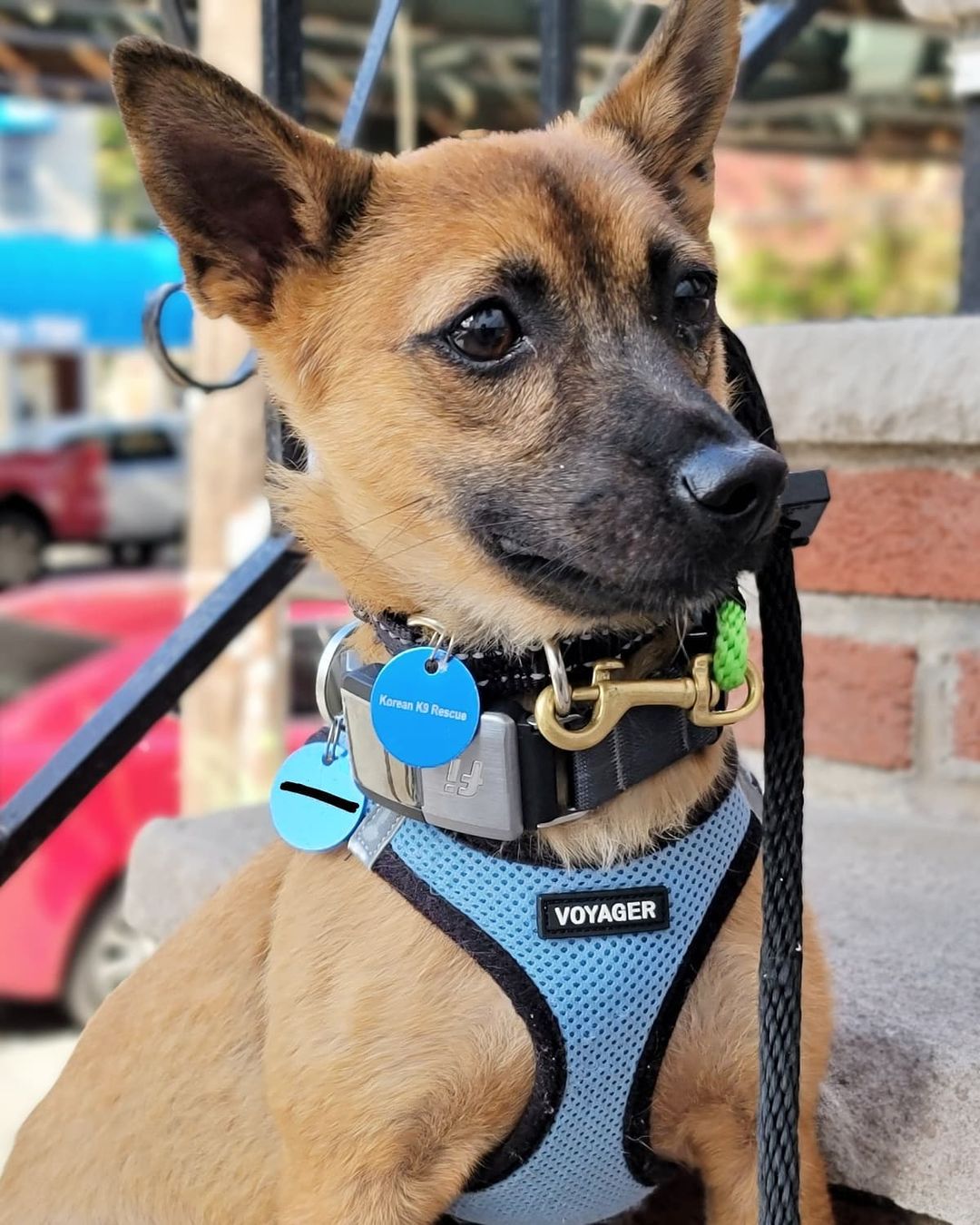 [EDIT: Adoption Pending ✅] Meet precious Poya! 💖 He’s a 6-month-old Jindo mix and weighs about 11 pounds. Poya was rescued from the Gyeongsang-do city shelter. He’s fully crate trained and making great progress on potty training. Poya is best described as friendly, happy-go-lucky, easy-going, smart, and gentle. He loves chewing on rubbery toys and chasing balls, and he’ll roll onto his back for belly rubs midway through playtime. With his reddish coat and black-tipped ears and tail, we think looks a bit like a fox. 🦊 Want more Poya? Apply to adopt! 

🐕 On a case-by-case basis, we accept applications from residents living within 30-miles of NYC and certain areas within CT, PA, D.C., MD, and MA. Check koreank9rescue.org/adopt for more details! 📝⁠⁠⁠⁠⁠⁠⁠⁠⁠⁠⁠⁠⁠

<a target='_blank' href='https://www.instagram.com/explore/tags/jindo/'>#jindo</a> <a target='_blank' href='https://www.instagram.com/explore/tags/adoptmenyc/'>#adoptmenyc</a> <a target='_blank' href='https://www.instagram.com/explore/tags/nyc/'>#nyc</a> <a target='_blank' href='https://www.instagram.com/explore/tags/korea/'>#korea</a> <a target='_blank' href='https://www.instagram.com/explore/tags/adoptme/'>#adoptme</a> <a target='_blank' href='https://www.instagram.com/explore/tags/adoptmeplease/'>#adoptmeplease</a> <a target='_blank' href='https://www.instagram.com/explore/tags/koreank9rescue/'>#koreank9rescue</a> <a target='_blank' href='https://www.instagram.com/explore/tags/kk9r/'>#kk9r</a> <a target='_blank' href='https://www.instagram.com/explore/tags/spay/'>#spay</a> <a target='_blank' href='https://www.instagram.com/explore/tags/neuter/'>#neuter</a> <a target='_blank' href='https://www.instagram.com/explore/tags/rescueismyfavoritebreed/'>#rescueismyfavoritebreed</a> <a target='_blank' href='https://www.instagram.com/explore/tags/rescuedog/'>#rescuedog</a> <a target='_blank' href='https://www.instagram.com/explore/tags/everydogdeserveslove/'>#everydogdeserveslove</a> <a target='_blank' href='https://www.instagram.com/explore/tags/showlovekorea/'>#showlovekorea</a>