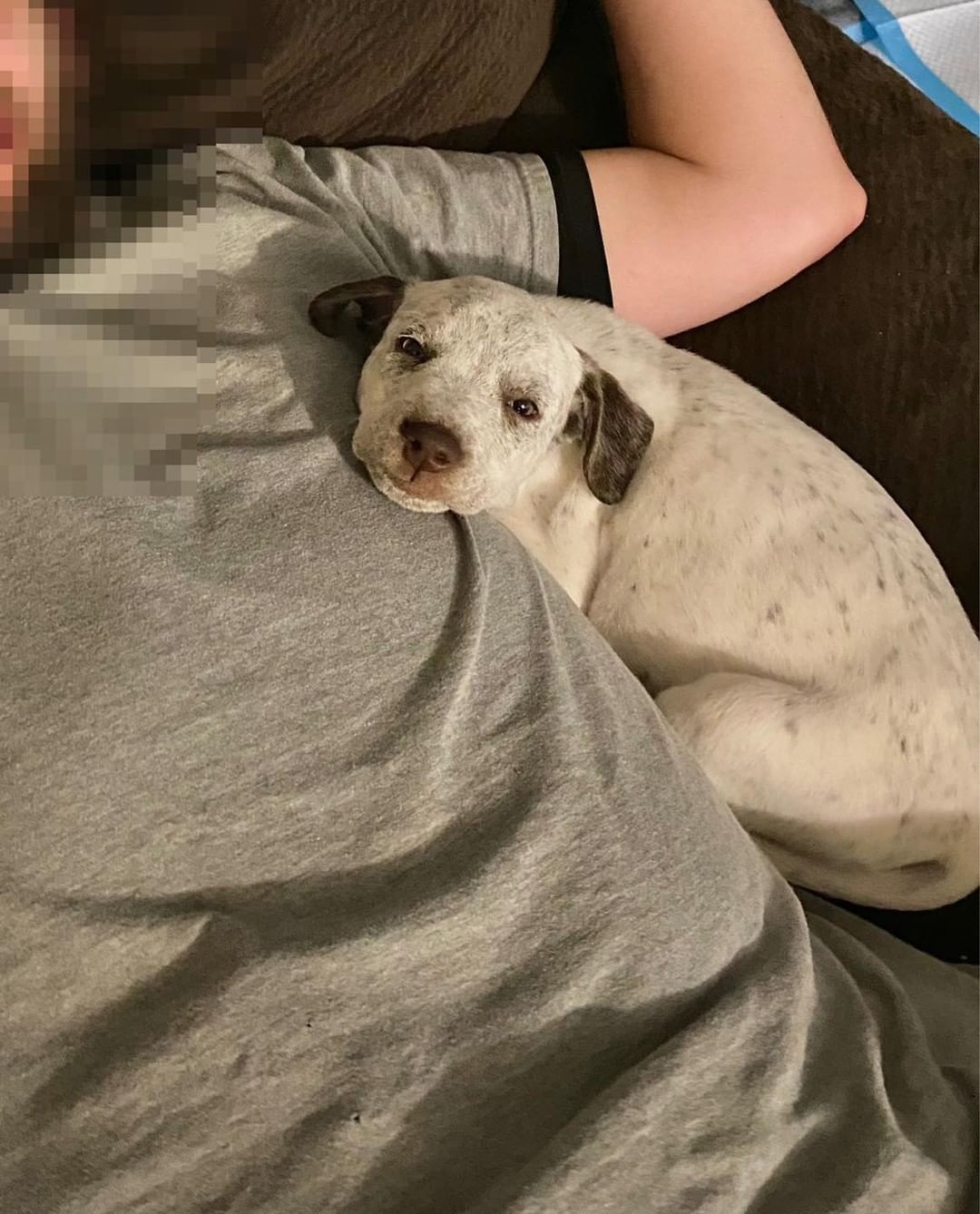 Xena, our little deaf girl from Belle’s litter, is doing great! She went from 4lbs to 20lbs.  Her veterinarian thinks we may not be looking at a liver shunt after all.  We will recheck in a month to be certain.  She’s dealing with some vaginitis that has slowed potty training but we are hopeful that antibiotics and probiotics will turn that around.  As you can see, she’s quite the snuggler.  She’s made such progress with her foster! Goes to show how fostering can make such a difference to these puppies in our care 🥰