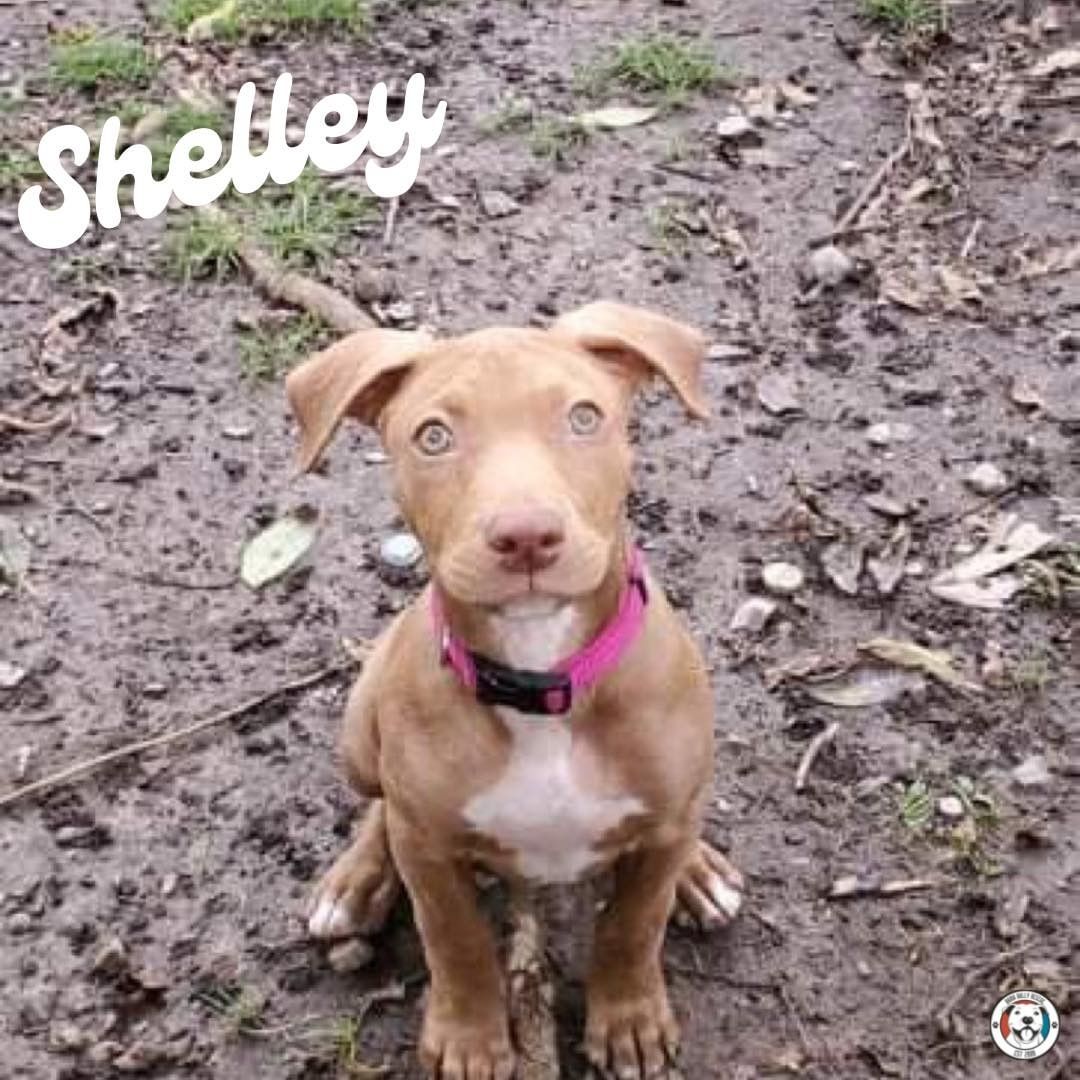 Sweet Shelley is ready to go to her furever home. 💗 Her brother and sister are some of the sweetest pups we have ever seen! 🥰 They are so loving and calm, especially for puppies! They all love to cuddle! ☺️