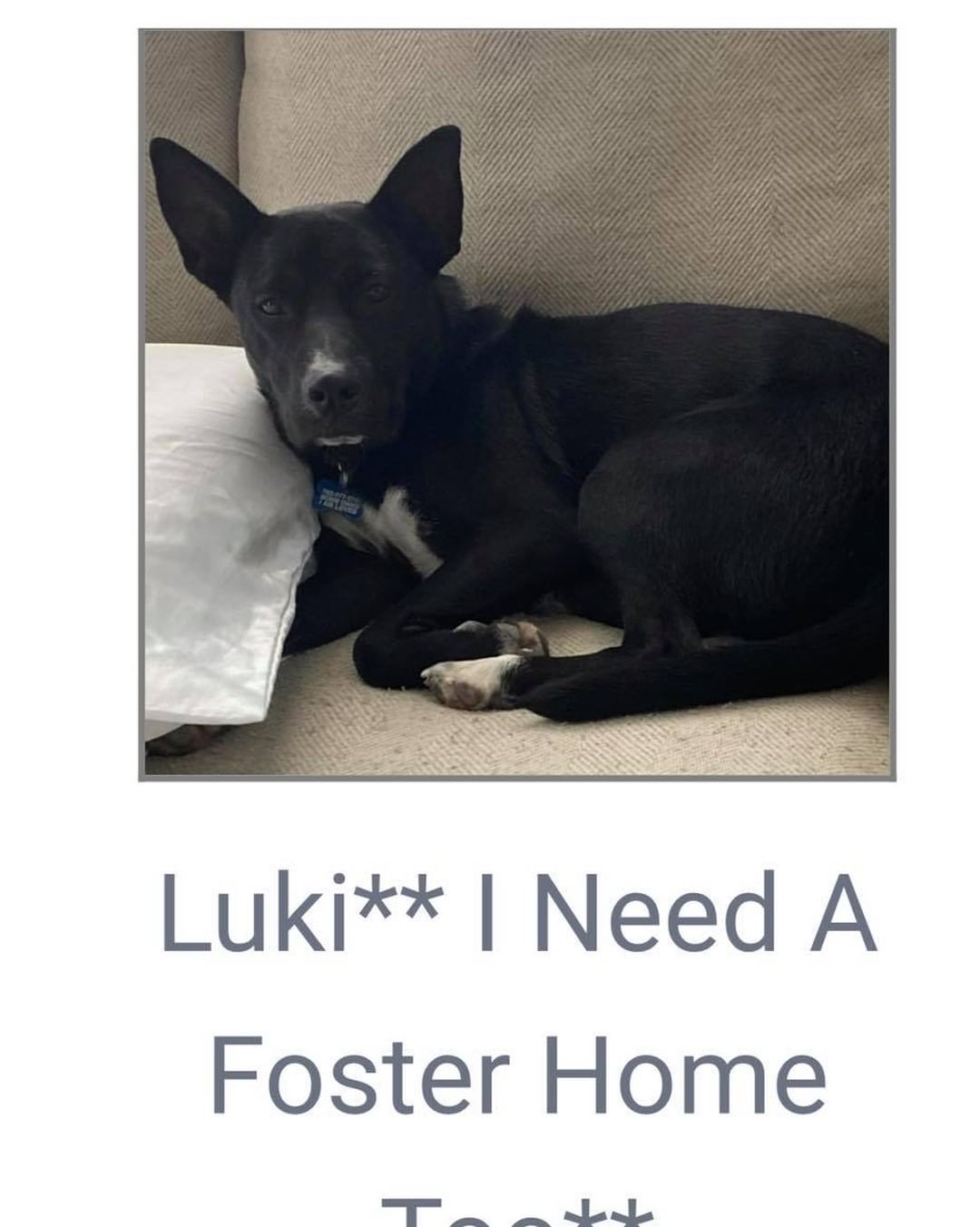 Fosters needed!

We have 10 dogs currently in boarding, and we would love to get them into foster or forever homes.

Fostering let’s our dogs adjust, and allows their personalities to blossom. We learn so much more about them when they get to live in foster homes. 

If you foster, all supplies are provided, crate, leash, collar, etc. 

Check out the 10 dogs currently in boarding and let us know if you’re available to help! 

Our longest boarding residents are Luki, Bolt and Millie who have been in boarding for 2 months. These loving, amazing dogs deserve life in a home, can you help them?