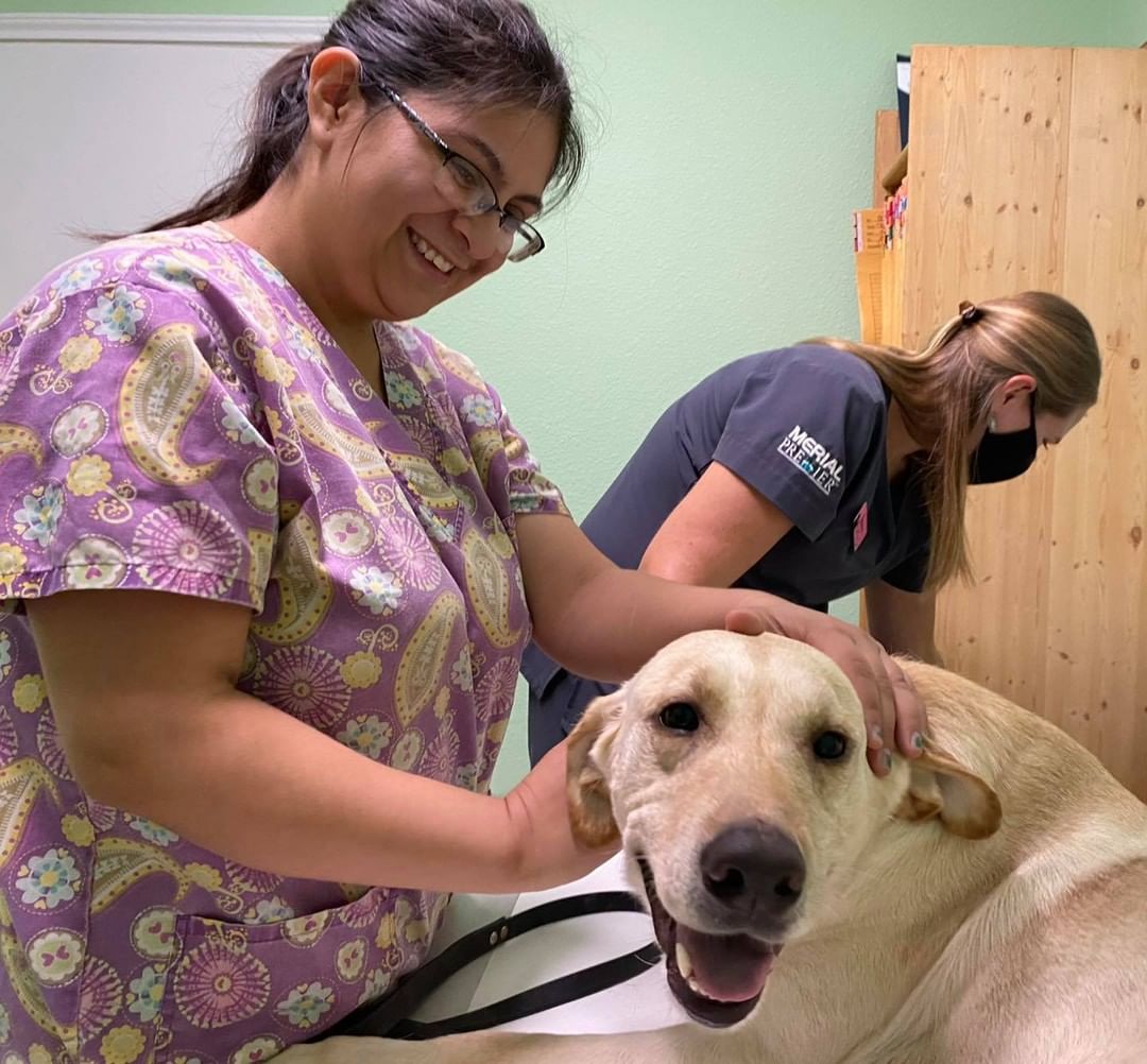 Your generosity is hard at work this week! Chief tested positive for heartworms while at the shelter. Yesterday he had his chest X-ray’ed and officially started heartworm treatment. 

Huge thank you to the team at Somerset Animal Clinic for taking such great care of all of our dogs!