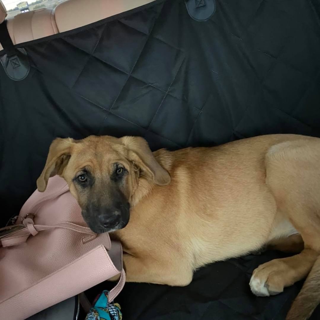 Autumn is ready to find her forever humans! She is a 5-6 month old shepherd mix puppy weighing in at about 50 pounds already 😮

She is very dog friendly, cat friendly and people friendly. Autumn has been spayed, microchipped, dewormed and she is up to date on her vaccinations. 

Autumn is a large puppy, and would do best in a home that will continue to train and socialize her to be come the best family member possible! She would love a family that includes her on adventures & outings and also has some down time for her to lounge and relax. We would prefer for her to go to a home with a fully fenced in yard. She would be great with age appropriate children who understand not to climb on her and treat her like a toy or jungle gym. She is an overall happy girl looking for a soft place to land! 

If you are looking for a giant puppy with lots of love to give, and a personality to boot, Autumn is your girl. 😍 

She is fostered in Tri-Cities, WA 
Apply at thepitbullpen.org