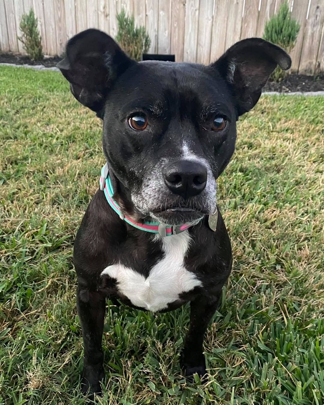 💖🐾Miss Rosie… 
 What an adorable lady.. 
She is about 6ish yrs old.. a smaller curvy gal.. at about 40 lbs.. HW neg.. fully vetted.. She loves to run around and play for a bit then her favorite thing is to lay in her back and snuggle on the couch!! She lives with multiple dogs and does great she may be a bit alpha.. 
She needs you now!!

http://bit.ly/BellesBudsApp