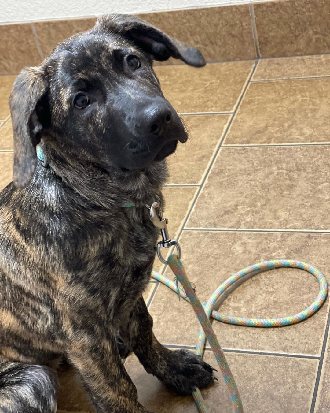 Welcome to the good life Java! 

This sweet girl is a 13 week old <a target='_blank' href='https://www.instagram.com/explore/tags/mastiffshepherdmix/'>#mastiffshepherdmix</a> and a complete sweetie 

<a target='_blank' href='https://www.instagram.com/explore/tags/bdhp/'>#bdhp</a> <a target='_blank' href='https://www.instagram.com/explore/tags/bdhpi/'>#bdhpi</a> <a target='_blank' href='https://www.instagram.com/explore/tags/bigdoghugepaws/'>#bigdoghugepaws</a>