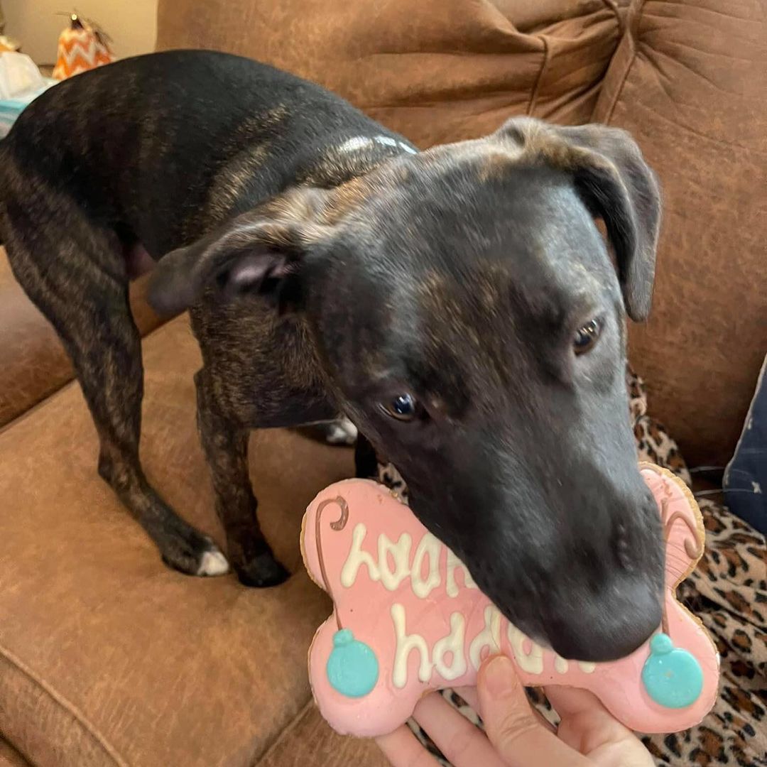 Bibimbap, now known as Stella, just celebrated her first birthday in her furever home! She got some yummy treats and partied with her best friends, and then crashed for a nice nap after all the excitement. Congratulations Stella on one year, here's to many more!⠀
⠀
<a target='_blank' href='https://www.instagram.com/explore/tags/houstonpetsalive/'>#houstonpetsalive</a> <a target='_blank' href='https://www.instagram.com/explore/tags/bibimbap/'>#bibimbap</a> <a target='_blank' href='https://www.instagram.com/explore/tags/stella/'>#stella</a> <a target='_blank' href='https://www.instagram.com/explore/tags/adopted/'>#adopted</a> <a target='_blank' href='https://www.instagram.com/explore/tags/adopt/'>#adopt</a> <a target='_blank' href='https://www.instagram.com/explore/tags/adoptdontshop/'>#adoptdontshop</a> <a target='_blank' href='https://www.instagram.com/explore/tags/dog/'>#dog</a> <a target='_blank' href='https://www.instagram.com/explore/tags/dogs/'>#dogs</a> <a target='_blank' href='https://www.instagram.com/explore/tags/dogsofinstagram/'>#dogsofinstagram</a> <a target='_blank' href='https://www.instagram.com/explore/tags/dogs_of_instagram/'>#dogs_of_instagram</a> <a target='_blank' href='https://www.instagram.com/explore/tags/cutedog/'>#cutedog</a> <a target='_blank' href='https://www.instagram.com/explore/tags/cutedoggo/'>#cutedoggo</a> <a target='_blank' href='https://www.instagram.com/explore/tags/happybirthday/'>#happybirthday</a> <a target='_blank' href='https://www.instagram.com/explore/tags/doggo/'>#doggo</a> <a target='_blank' href='https://www.instagram.com/explore/tags/birthdaygirl/'>#birthdaygirl</a> <a target='_blank' href='https://www.instagram.com/explore/tags/congratulations/'>#congratulations</a> <a target='_blank' href='https://www.instagram.com/explore/tags/oneyear/'>#oneyear</a> <a target='_blank' href='https://www.instagram.com/explore/tags/firstbirthday/'>#firstbirthday</a> <a target='_blank' href='https://www.instagram.com/explore/tags/celebrate/'>#celebrate</a> <a target='_blank' href='https://www.instagram.com/explore/tags/birthdayparty/'>#birthdayparty</a> <a target='_blank' href='https://www.instagram.com/explore/tags/houston/'>#houston</a> <a target='_blank' href='https://www.instagram.com/explore/tags/htx/'>#htx</a> <a target='_blank' href='https://www.instagram.com/explore/tags/houstonrescue/'>#houstonrescue</a> <a target='_blank' href='https://www.instagram.com/explore/tags/rescuedog/'>#rescuedog</a> <a target='_blank' href='https://www.instagram.com/explore/tags/rescuepup/'>#rescuepup</a> <a target='_blank' href='https://www.instagram.com/explore/tags/rescueismyfavoritebreed/'>#rescueismyfavoritebreed</a> <a target='_blank' href='https://www.instagram.com/explore/tags/saveadog/'>#saveadog</a> <a target='_blank' href='https://www.instagram.com/explore/tags/rescue/'>#rescue</a> <a target='_blank' href='https://www.instagram.com/explore/tags/saveapup/'>#saveapup</a> <a target='_blank' href='https://www.instagram.com/explore/tags/cutepup/'>#cutepup</a>