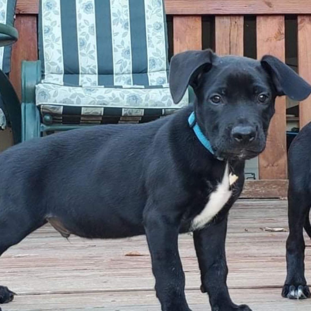 Meet Brody

Hi! My name is Brody, and I have the Eeyore look down. I am one of eight in the “fancy B” litter! We came to MVPC around 6 weeks old and have learned life is 1000% awesome! Who knows what we are mixed with, but we are all black and white, some are fuzzy, some have short legs…MVPC had to make an educated guess, but just know, we are simply adorable mutts. I am a laid back, mellow, smart guy. I am a great snuggler and will take all the cuddles I can get. I love to play with my siblings and snuggle after play. While I have fabulous crate manners, I will alert you when I need to go out! . I am very smart and have mastered “sit” and “come” when called. I also have the most adorable face and ears, so I know everyone will want to scoop me up and make me a member of their family! 

Please understand that while I am doing well on potty and crate training, I will have accidents and may whine some as I adjust to my new schedule and family.  <a target='_blank' href='https://www.instagram.com/explore/tags/miamivalleypitcrew/'>#miamivalleypitcrew</a> <a target='_blank' href='https://www.instagram.com/explore/tags/dog/'>#dog</a> <a target='_blank' href='https://www.instagram.com/explore/tags/dogsofinstagram/'>#dogsofinstagram</a> <a target='_blank' href='https://www.instagram.com/explore/tags/dogs/'>#dogs</a> <a target='_blank' href='https://www.instagram.com/explore/tags/dogmom/'>#dogmom</a> <a target='_blank' href='https://www.instagram.com/explore/tags/doglover/'>#doglover</a> <a target='_blank' href='https://www.instagram.com/explore/tags/doglife/'>#doglife</a> <a target='_blank' href='https://www.instagram.com/explore/tags/doglovers/'>#doglovers</a> <a target='_blank' href='https://www.instagram.com/explore/tags/dogoftheday/'>#dogoftheday</a> <a target='_blank' href='https://www.instagram.com/explore/tags/puppiesofinstagram/'>#puppiesofinstagram</a> <a target='_blank' href='https://www.instagram.com/explore/tags/puppy/'>#puppy</a> <a target='_blank' href='https://www.instagram.com/explore/tags/puppylove/'>#puppylove</a> <a target='_blank' href='https://www.instagram.com/explore/tags/puppies/'>#puppies</a> <a target='_blank' href='https://www.instagram.com/explore/tags/puppy/'>#puppy</a> <a target='_blank' href='https://www.instagram.com/explore/tags/puppielove/'>#puppielove</a> <a target='_blank' href='https://www.instagram.com/explore/tags/puppy_tales/'>#puppy_tales</a> <a target='_blank' href='https://www.instagram.com/explore/tags/puppydog/'>#puppydog</a> <a target='_blank' href='https://www.instagram.com/explore/tags/puppygram/'>#puppygram</a> <a target='_blank' href='https://www.instagram.com/explore/tags/pupsofinstagram/'>#pupsofinstagram</a> <a target='_blank' href='https://www.instagram.com/explore/tags/puppydog/'>#puppydog</a> <a target='_blank' href='https://www.instagram.com/explore/tags/puppylover/'>#puppylover</a> <a target='_blank' href='https://www.instagram.com/explore/tags/adopt/'>#adopt</a> <a target='_blank' href='https://www.instagram.com/explore/tags/adoptables/'>#adoptables</a> <a target='_blank' href='https://www.instagram.com/explore/tags/adoption/'>#adoption</a> <a target='_blank' href='https://www.instagram.com/explore/tags/adoptme/'>#adoptme</a> <a target='_blank' href='https://www.instagram.com/explore/tags/rescuedog/'>#rescuedog</a> <a target='_blank' href='https://www.instagram.com/explore/tags/rescuedogsofinstagram/'>#rescuedogsofinstagram</a>