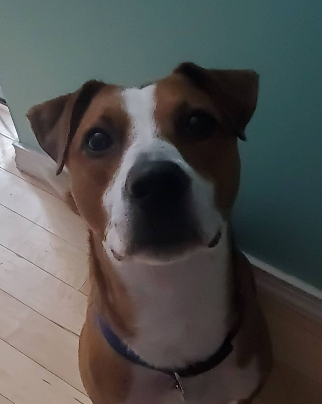 Jaxx is looking for a forever home where he'll receive lots of cuddles, good fun, and playtime. Learn more about him here: https://www.adoptapet.com/pet/32974713-worcester-massachusetts-boxer-mix

<a target='_blank' href='https://www.instagram.com/explore/tags/brokentailrescue/'>#brokentailrescue</a>