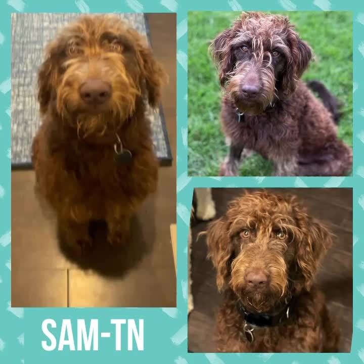 Click on the link in the bio to learn more about Sam-TN!

🚨PUPPY ALERT🚨

Meet Stunning SAM-TN 🥰, a 10 month old male Labradoodle puppy, who is in an IDOG foster home in Nolensville, Tennessee near Nashville.

Sam-TN is an affectionate ♥️, playful 🙃, happy 😀 even-tempered Labradoodle puppy who loves everyone! He has lots of puppy energy so would do best with an active family who takes him on daily walks and has a young playful dog for him to be besties with.