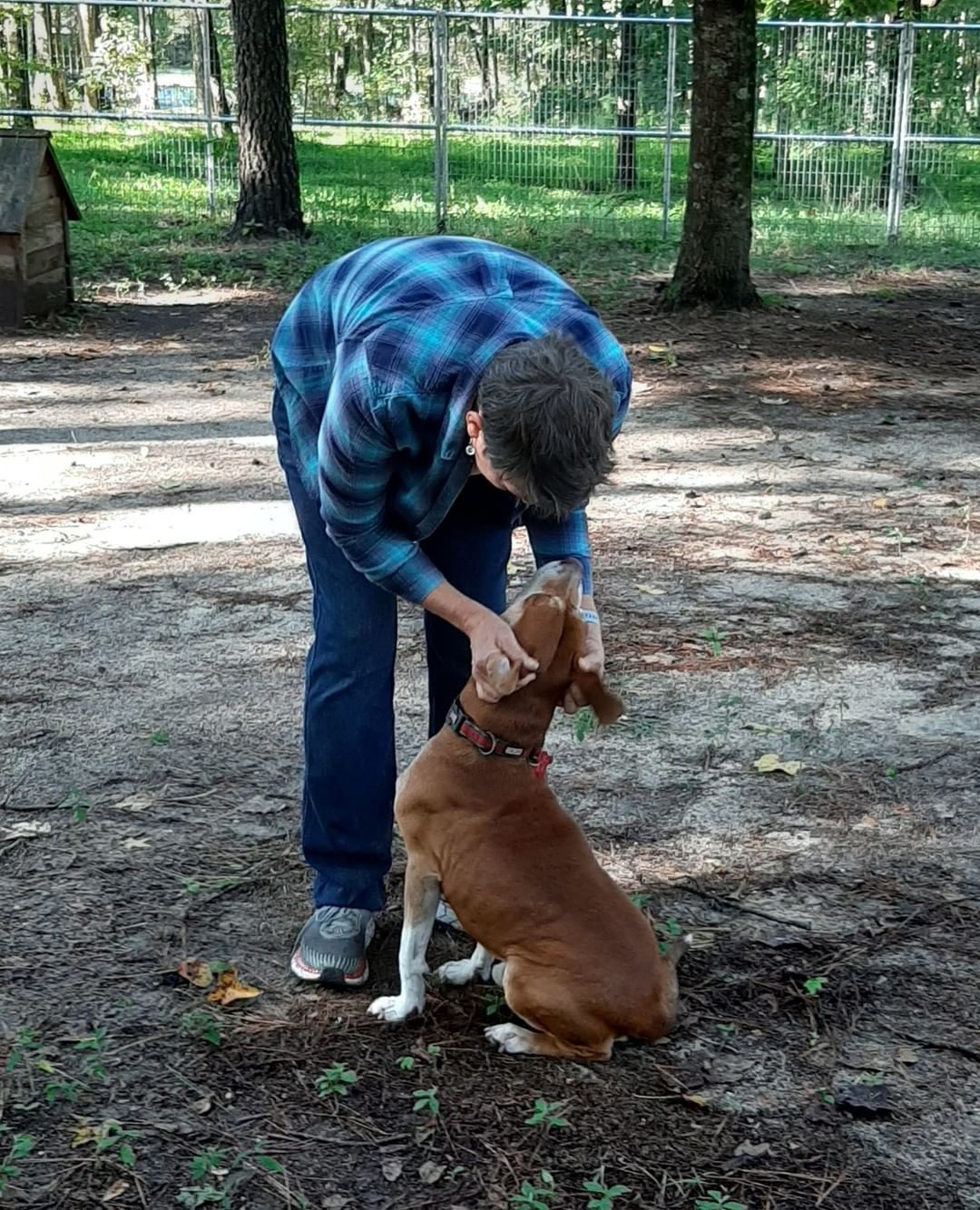 Clifford is a long time resident and has been at the rescue for more than a year now. He needs to be the only pet in the home, but will make a wonderful companion! He's a gorgeous boy and would love to be your one and only! Please share Clifford and help him find his family so he doesn't need to spend another year in rescue!

<a target='_blank' href='https://www.instagram.com/explore/tags/beaglemix/'>#beaglemix</a> <a target='_blank' href='https://www.instagram.com/explore/tags/stillwaitingforforeverhome/'>#stillwaitingforforeverhome</a> <a target='_blank' href='https://www.instagram.com/explore/tags/oneandonly/'>#oneandonly</a> <a target='_blank' href='https://www.instagram.com/explore/tags/adoptme/'>#adoptme</a> <a target='_blank' href='https://www.instagram.com/explore/tags/claytonnc/'>#claytonnc</a> <a target='_blank' href='https://www.instagram.com/explore/tags/redbarnrescue/'>#redbarnrescue</a>