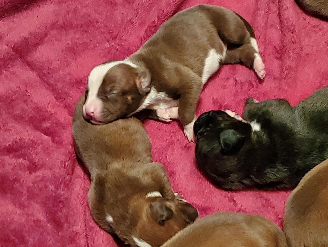 From Happy’s foster mom
I am so blessed to be allowed to watch these beautiful babies grow up. Happy is the best Momma!! 
*not available at this time*

<a target='_blank' href='https://www.instagram.com/explore/tags/blessed/'>#blessed</a> <a target='_blank' href='https://www.instagram.com/explore/tags/proudmomma/'>#proudmomma</a> <a target='_blank' href='https://www.instagram.com/explore/tags/happy/'>#happy</a> <a target='_blank' href='https://www.instagram.com/explore/tags/puppies/'>#puppies</a> <a target='_blank' href='https://www.instagram.com/explore/tags/adoptme/'>#adoptme</a> <a target='_blank' href='https://www.instagram.com/explore/tags/babies/'>#babies</a> <a target='_blank' href='https://www.instagram.com/explore/tags/seminolefl/'>#seminolefl</a> <a target='_blank' href='https://www.instagram.com/explore/tags/pinellascounty/'>#pinellascounty</a> <a target='_blank' href='https://www.instagram.com/explore/tags/fluffanimalrescue/'>#fluffanimalrescue</a>