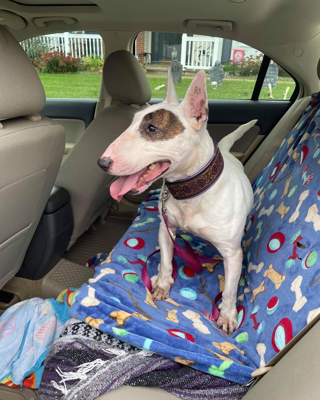 Another day another <a target='_blank' href='https://www.instagram.com/explore/tags/winterintakesarecoming/'>#winterintakesarecoming</a> gets her ride to a new home. Sweet senior girl Dolce starts her transport to veteran foster and rescue alumn Jordanna. She’ll have a couple 2 legged and one 4 legged sibling to hang out with and be appropriately spoiled. Stay tuned 🙏🏼 <a target='_blank' href='https://www.instagram.com/explore/tags/ittakesavillage/'>#ittakesavillage</a> <a target='_blank' href='https://www.instagram.com/explore/tags/bullterrierrescue/'>#bullterrierrescue</a>