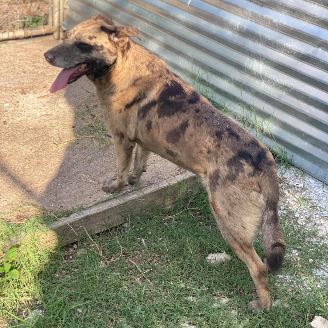 🌹🥀 Everything is rosy posy over here - or it would be is miss Rosie found her forever home!
.
Rosie is a 2 year old Shepherd/Catahoula Mix. She is an absolute love bug and is full of energy, very playful, and full of fun; She loves to run and play and LOVES to be the center of attention. She enjoys the company of both people and other dogs - if you are giving attention to another dog, this sweetie will wiggle her way in for some love too! She’s never shown any signs of aggression and never growls. She is an excited leash walker, but with time and practice she’ll be a breeze to go for walks with! She gets bored easily so we’d recommend avoiding leaving her with stuffed toys or blankets as she’ll chew them! Rosie is exceptionally sweet and an overall pleasure to spend time with - she’s an affectionate and kind girl! We are certain that she would make an excellent addition to any family!
.
Rosie is located at Killeen Kennel in Killeen, Texas.
➡️➡️ To learn more about Rosie and/or submit an application using the link in our bio. ⬅️⬅️
.
Please SHARE this post in order to help Rosie find her forever family!!
.
<a target='_blank' href='https://www.instagram.com/explore/tags/killeen/'>#killeen</a> <a target='_blank' href='https://www.instagram.com/explore/tags/killeentx/'>#killeentx</a> <a target='_blank' href='https://www.instagram.com/explore/tags/killeentexas/'>#killeentexas</a> <a target='_blank' href='https://www.instagram.com/explore/tags/rosie/'>#rosie</a> <a target='_blank' href='https://www.instagram.com/explore/tags/Rosy/'>#Rosy</a> <a target='_blank' href='https://www.instagram.com/explore/tags/dogsarefamily/'>#dogsarefamily</a> <a target='_blank' href='https://www.instagram.com/explore/tags/dogsarethebest/'>#dogsarethebest</a> <a target='_blank' href='https://www.instagram.com/explore/tags/dogsarelife/'>#dogsarelife</a> <a target='_blank' href='https://www.instagram.com/explore/tags/adoptionislove/'>#adoptionislove</a> <a target='_blank' href='https://www.instagram.com/explore/tags/adoptionrocks/'>#adoptionrocks</a> <a target='_blank' href='https://www.instagram.com/explore/tags/adoptionjourney/'>#adoptionjourney</a> <a target='_blank' href='https://www.instagram.com/explore/tags/adoptable/'>#adoptable</a> <a target='_blank' href='https://www.instagram.com/explore/tags/fosteringsaveslives/'>#fosteringsaveslives</a> <a target='_blank' href='https://www.instagram.com/explore/tags/shepherd/'>#shepherd</a> <a target='_blank' href='https://www.instagram.com/explore/tags/shepherdsofinstagram/'>#shepherdsofinstagram</a> <a target='_blank' href='https://www.instagram.com/explore/tags/muttsrule/'>#muttsrule</a> <a target='_blank' href='https://www.instagram.com/explore/tags/petsarefamily/'>#petsarefamily</a> <a target='_blank' href='https://www.instagram.com/explore/tags/pupstagram/'>#pupstagram</a> <a target='_blank' href='https://www.instagram.com/explore/tags/pupslife/'>#pupslife</a> <a target='_blank' href='https://www.instagram.com/explore/tags/doggolove/'>#doggolove</a>