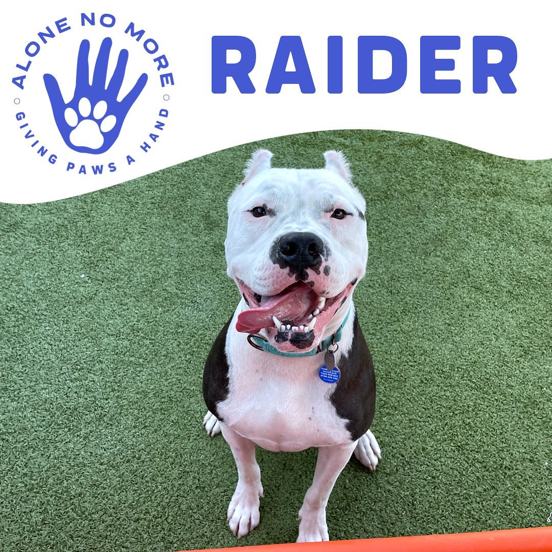 ‼️RAIDER NEEDS YOU‼️

This boy is currently in boarding with us, but he’s in serious need of an outlet soon. He had to have a surgery and it’s just not his favorite place anymore. Once a place he loved, now is very scary to him! He’s a big fan of kiddos, just not of other animals. Do you have room to foster him? 

He is happiest in a home with a yard, where he can stretch his legs and spend time with his family (even if it’s a temporary family). Apply to foster or adopt below: 

<a target='_blank' href='https://www.instagram.com/explore/tags/adoptANM/'>#adoptANM</a> ⬇️ 
https://www.shelterluv.com/matchme/adopt/ANM/Dog

<a target='_blank' href='https://www.instagram.com/explore/tags/ANMfoster/'>#ANMfoster</a> ⬇️
https://www.shelterluv.com/matchme/foster/ANM/Dog