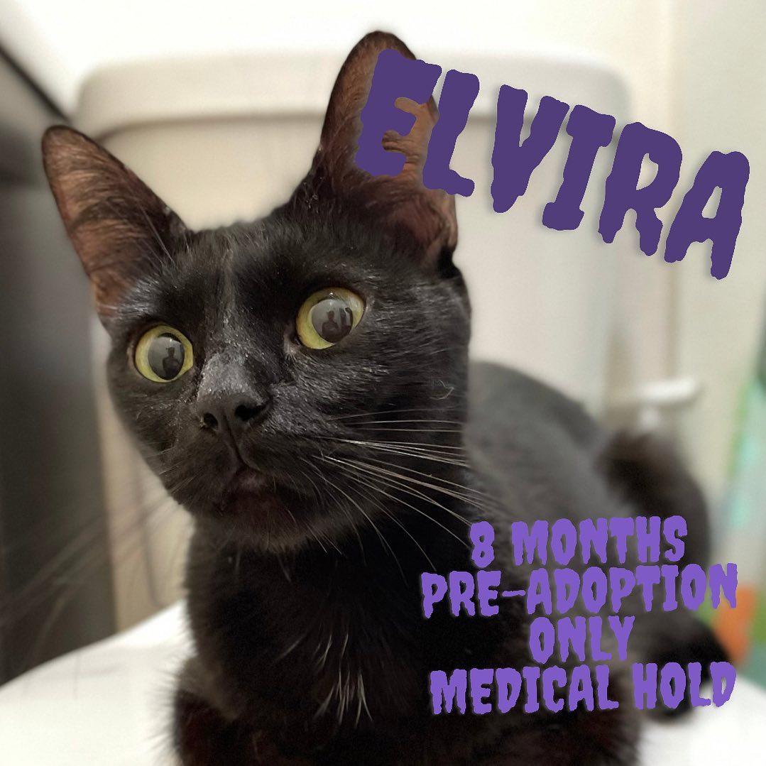 Happy National Black Cat Day from our newest rescue, Elvira! She followed a good samaritan home the week before Halloween, who knowing how dangerous it is for black kitties around that time brought her in to keep her safe. Once we were able to pick her up and get her evaluated at our vet, it was discovered she most likely had kittens recently (despite still being a kitten herself!) and developed a complication from nursing. If you are able, please consider donating to help cover her vets bills via the link in our bio!
<a target='_blank' href='https://www.instagram.com/explore/tags/flowerspetalliance/'>#flowerspetalliance</a> <a target='_blank' href='https://www.instagram.com/explore/tags/nationalblackcatday/'>#nationalblackcatday</a> <a target='_blank' href='https://www.instagram.com/explore/tags/adoptdontshop/'>#adoptdontshop</a> <a target='_blank' href='https://www.instagram.com/explore/tags/adopt/'>#adopt</a> <a target='_blank' href='https://www.instagram.com/explore/tags/adoptelvira/'>#adoptelvira</a> <a target='_blank' href='https://www.instagram.com/explore/tags/elvira/'>#elvira</a> <a target='_blank' href='https://www.instagram.com/explore/tags/blackcat/'>#blackcat</a>