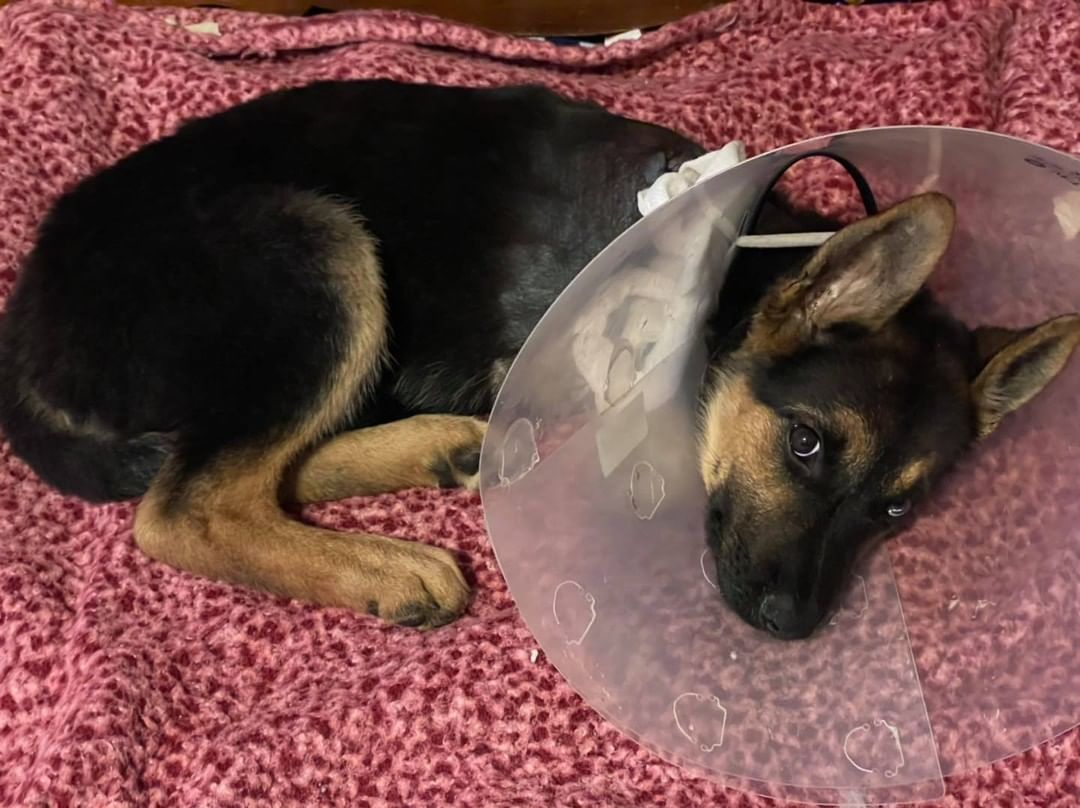 Sorry for the late post but we wanted to let everyone know 
Surgery went well and Ace is home and resting. Unfortunately the leg was rotting and had to be completely removed in order to ensure that he wouldn’t have any problems healing. 
He’s such a sweet boy and we are sure will make a complete recovery 

All donations help with the listed animal(s) and continue our rescue efforts for those in need.  Donations can be made via

✳️ Visit www.kingsspca.org/donate for direct PayPal & Venmo links.

✳️PayPal by clicking this link (you don’t need PayPal to donate through the link) https://www.paypal.com/cgi-bin/webscr?cmd=_s-xclick&hosted_button_id=UDMX8LWSPVGYU&source=url

✳️Square- ApplePay, Google Pay, Credit/Debit: https://checkout.square.site/pay/71615574-0cb6-421d-a330-5edb34263580?t=1600694077.673802

✳️Venmo- halfwayhomeca@gmail.com 

✳️Mail: Kings SPCA 
PO Box 2045
Hanford, CA 93232 (Payable to “Kings SPCA”)

✳️Or right here via Facebook