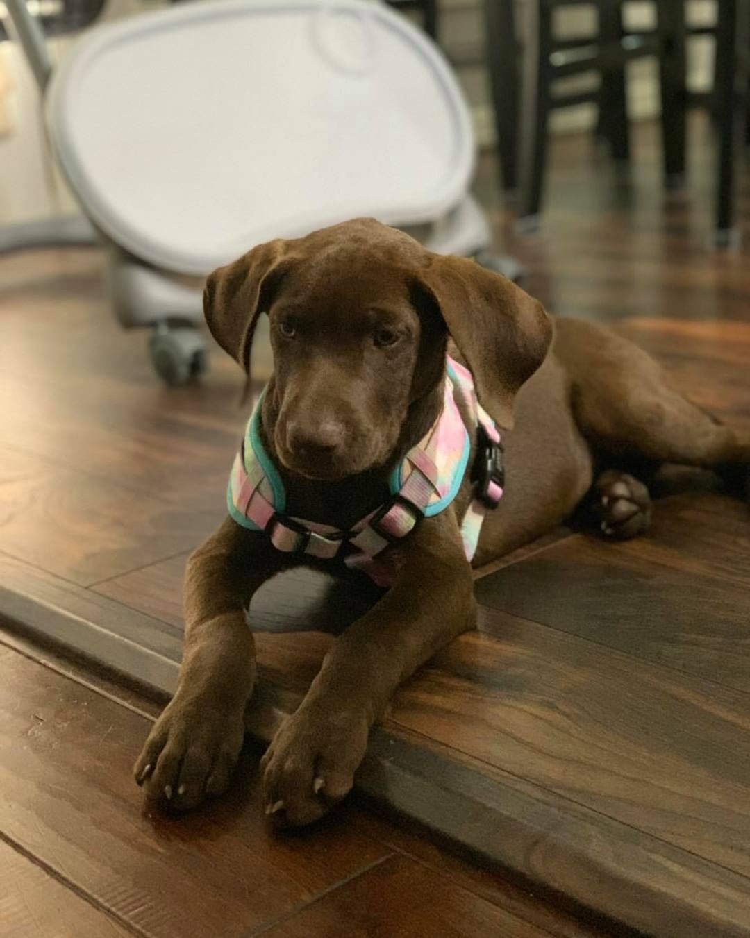 💗🐾We are so happy to say Sweet Coco found her forever home.. she will have the life.. keeping busy supervising all that her family does.. Thank you Quintero family for choosing a Belles Buds Rescue pup.. Welcome to the family!! 
<a target='_blank' href='https://www.instagram.com/explore/tags/adopteddog/'>#adopteddog</a> 
<a target='_blank' href='https://www.instagram.com/explore/tags/bellesbudsrescue/'>#bellesbudsrescue</a>