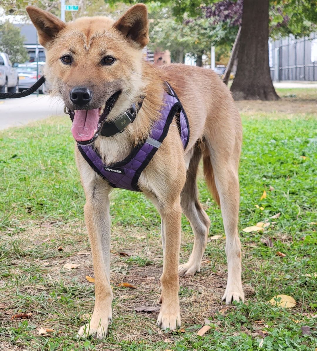 Meet our good boy Bulgari! 💎 He’s a 2-year-old Jindo mix and weighs about 31 pounds. Bulgari was rescued by our partner @animal_kara from Uijeongbu, a dog training center run more like a death camp. He’s best described as friendly, easy-going, smart, calm, and sweet. Bulgari is fully crate trained and working on potty training. He appreciates a good head scritch, and his favorite treat is cheese. 🧀 We think his ideal adopter would be an active person who enjoys jogging or running with Bulgari and can help him build confidence. Could that be you? Apply to adopt!

🐕 On a case-by-case basis, we accept applications from residents living within 30-miles of NYC and certain areas within CT, PA, D.C., MD, and MA. Check koreank9rescue.org/adopt for more details! 📝⁠⁠⁠⁠⁠⁠⁠⁠⁠⁠⁠⁠⁠

<a target='_blank' href='https://www.instagram.com/explore/tags/jindo/'>#jindo</a> <a target='_blank' href='https://www.instagram.com/explore/tags/adoptmenyc/'>#adoptmenyc</a> <a target='_blank' href='https://www.instagram.com/explore/tags/nyc/'>#nyc</a> <a target='_blank' href='https://www.instagram.com/explore/tags/korea/'>#korea</a> <a target='_blank' href='https://www.instagram.com/explore/tags/adoptme/'>#adoptme</a> <a target='_blank' href='https://www.instagram.com/explore/tags/adoptmeplease/'>#adoptmeplease</a> <a target='_blank' href='https://www.instagram.com/explore/tags/koreank9rescue/'>#koreank9rescue</a> <a target='_blank' href='https://www.instagram.com/explore/tags/kk9r/'>#kk9r</a> <a target='_blank' href='https://www.instagram.com/explore/tags/spay/'>#spay</a> <a target='_blank' href='https://www.instagram.com/explore/tags/neuter/'>#neuter</a> <a target='_blank' href='https://www.instagram.com/explore/tags/rescueismyfavoritebreed/'>#rescueismyfavoritebreed</a> <a target='_blank' href='https://www.instagram.com/explore/tags/rescuedog/'>#rescuedog</a> <a target='_blank' href='https://www.instagram.com/explore/tags/everydogdeserveslove/'>#everydogdeserveslove</a> <a target='_blank' href='https://www.instagram.com/explore/tags/showlovekorea/'>#showlovekorea</a>