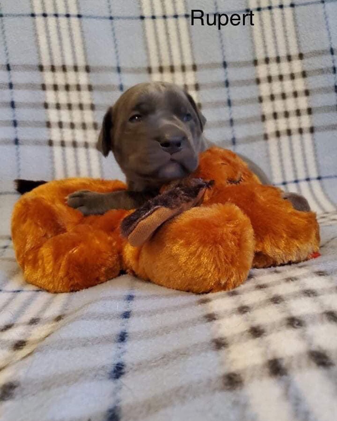 Updated pics of the Bluey litter! 

They love the puppies from Amazon. At $30-$40 each, it would be impossible for us to purchase them for each litter. Thank you to everyone that purchased from their Amazon list! They will go to their furever homes as well. 

<a target='_blank' href='https://www.instagram.com/explore/tags/bdhp/'>#bdhp</a> <a target='_blank' href='https://www.instagram.com/explore/tags/bdhpi/'>#bdhpi</a> <a target='_blank' href='https://www.instagram.com/explore/tags/bigdogshugepaws/'>#bigdogshugepaws</a>