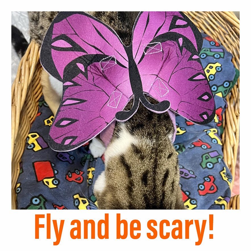 🎃🎃🎃🎃🎃🎃🎃🎃🎃
MEOWLLOWEEN 2021
“Angel or butterfly? Your choice!”
Fievel- a cat from 13th sanctuary
———————————————-

<a target='_blank' href='https://www.instagram.com/explore/tags/instacat/'>#instacat</a> <a target='_blank' href='https://www.instagram.com/explore/tags/instapet/'>#instapet</a> <a target='_blank' href='https://www.instagram.com/explore/tags/cat/'>#cat</a> <a target='_blank' href='https://www.instagram.com/explore/tags/lovecats/'>#lovecats</a> <a target='_blank' href='https://www.instagram.com/explore/tags/adoptdontshop/'>#adoptdontshop</a> <a target='_blank' href='https://www.instagram.com/explore/tags/kittens/'>#kittens</a> <a target='_blank' href='https://www.instagram.com/explore/tags/kitty/'>#kitty</a> <a target='_blank' href='https://www.instagram.com/explore/tags/rescuecats/'>#rescuecats</a> <a target='_blank' href='https://www.instagram.com/explore/tags/rescue/'>#rescue</a> <a target='_blank' href='https://www.instagram.com/explore/tags/13thstcatssanjose/'>#13thstcatssanjose</a> <a target='_blank' href='https://www.instagram.com/explore/tags/california/'>#california</a>  <a target='_blank' href='https://www.instagram.com/explore/tags/love/'>#love</a> <a target='_blank' href='https://www.instagram.com/explore/tags/catsofinstagram/'>#catsofinstagram</a> <a target='_blank' href='https://www.instagram.com/explore/tags/catcostume/'>#catcostume</a> <a target='_blank' href='https://www.instagram.com/explore/tags/catcostumes/'>#catcostumes</a> <a target='_blank' href='https://www.instagram.com/explore/tags/meow/'>#meow</a> <a target='_blank' href='https://www.instagram.com/explore/tags/meowlloween/'>#meowlloween</a> <a target='_blank' href='https://www.instagram.com/explore/tags/halloweencostume/'>#halloweencostume</a> <a target='_blank' href='https://www.instagram.com/explore/tags/halloween/'>#halloween</a> <a target='_blank' href='https://www.instagram.com/explore/tags/halloween2021/'>#halloween2021</a>