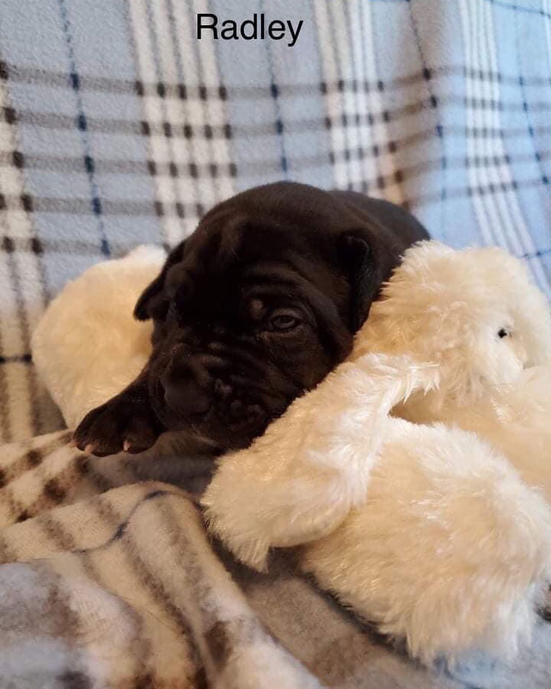 Updated pics of the Bluey litter! 

They love the puppies from Amazon. At $30-$40 each, it would be impossible for us to purchase them for each litter. Thank you to everyone that purchased from their Amazon list! They will go to their furever homes as well. 

<a target='_blank' href='https://www.instagram.com/explore/tags/bdhp/'>#bdhp</a> <a target='_blank' href='https://www.instagram.com/explore/tags/bdhpi/'>#bdhpi</a> <a target='_blank' href='https://www.instagram.com/explore/tags/bigdogshugepaws/'>#bigdogshugepaws</a>