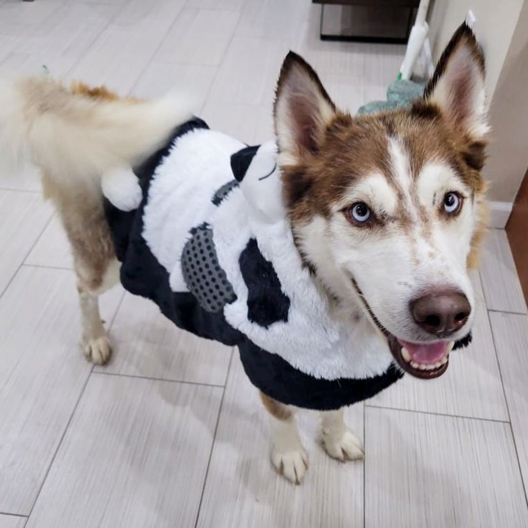 🕸🖤🎃👻 SPOOKY PUP OF THE DAY 👻🎃🖤🕸

First of all, Rocky is HOME SAFE with his foster!! YAY!

We had taken these pics when he arrived last weekend but it didn't feel right to post them until he was back safely with us 🖤

Rocky is a red panda for Halloween this year! He comes to us from the high kill shelter in Clovis, NM - pups in their shelter are given only 5 days before euthanasia. We were thankfully able to pull him when things got down to the wire. He is estimated 3-5yrs old and is overall a really good boy, friendly with humans and playful with other dogs. He clearly does have some will to escape as he was able to tunnel under his foster's fence within a few days, so recommend caution and supervision as he adjusts. 

He got a bath when he first arrived here and did great - we had to get pretty up close and personal since he was so dirty, but he showed no aggression at all. He is medium/high energy and seems to know some commands and is very attentive and excited for treats. He has a ton of potential for the right adopter! He still needs to be neutered and have basic diagnostic tests done to rule out common health issues. Once this is done he will be ready to go to his forever home - we can place him with the right adopter in a foster-to-adopt home ASAP, provided the adopter is able to work with us for medical appointment scheduling! 

Apply here, or wait for his official ready-to-adopt post in the near future!

<a target='_blank' href='https://www.instagram.com/explore/tags/husky/'>#husky</a> <a target='_blank' href='https://www.instagram.com/explore/tags/panda/'>#panda</a> <a target='_blank' href='https://www.instagram.com/explore/tags/red/'>#red</a> <a target='_blank' href='https://www.instagram.com/explore/tags/redhusky/'>#redhusky</a> <a target='_blank' href='https://www.instagram.com/explore/tags/siberianhusky/'>#siberianhusky</a> <a target='_blank' href='https://www.instagram.com/explore/tags/azhusky/'>#azhusky</a> <a target='_blank' href='https://www.instagram.com/explore/tags/arizonahusky/'>#arizonahusky</a> <a target='_blank' href='https://www.instagram.com/explore/tags/azhuskyrescue/'>#azhuskyrescue</a> <a target='_blank' href='https://www.instagram.com/explore/tags/rescue/'>#rescue</a> <a target='_blank' href='https://www.instagram.com/explore/tags/huskyrescue/'>#huskyrescue</a> <a target='_blank' href='https://www.instagram.com/explore/tags/huskiesofinstagram/'>#huskiesofinstagram</a> <a target='_blank' href='https://www.instagram.com/explore/tags/rescuedog/'>#rescuedog</a> <a target='_blank' href='https://www.instagram.com/explore/tags/dogsincostume/'>#dogsincostume</a> <a target='_blank' href='https://www.instagram.com/explore/tags/halloweendogs/'>#halloweendogs</a> <a target='_blank' href='https://www.instagram.com/explore/tags/trickortreat/'>#trickortreat</a> <a target='_blank' href='https://www.instagram.com/explore/tags/adoptme/'>#adoptme</a> <a target='_blank' href='https://www.instagram.com/explore/tags/adoptdontshop/'>#adoptdontshop</a>