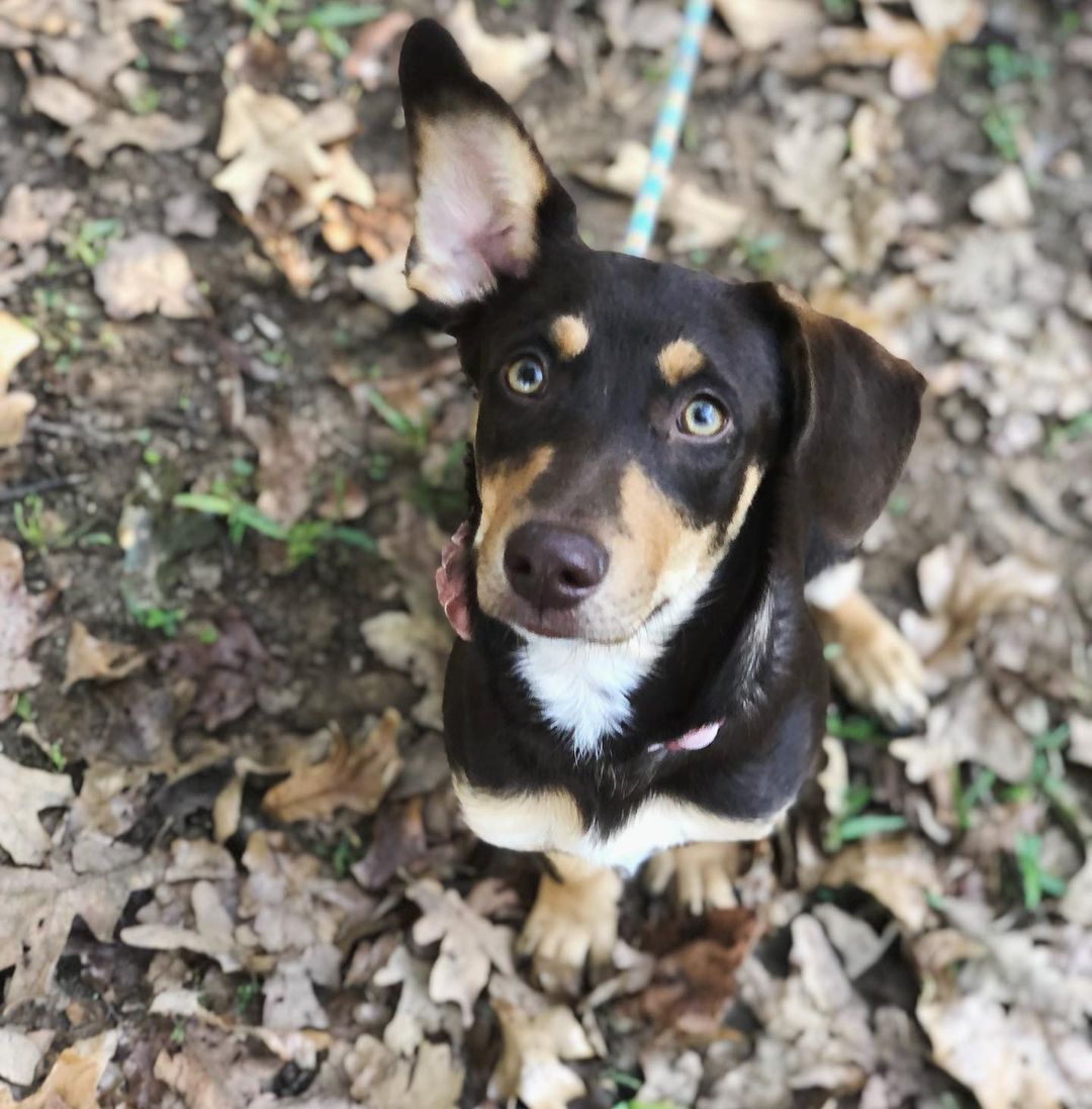 What’s that you say?? Looking for a little lady to add to your family? Well Daisy could be your girl! This 20 pound, 1 year old terrier mix is leash and house trained, great with dogs and kids, kennel trained, and equal parts playful and snuggly. She would make the perfect addition to just about any home! Apply on our website or DM us for more info!