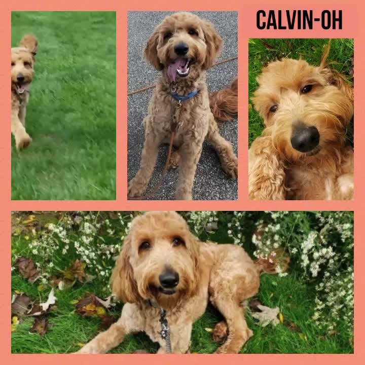 Click on the link in our bio to learn more about Calvin-OH!

🚨PUPPY ALERT🚨

Meet Charming CALVIN-OH 😍, a 12 month old male Goldendoodle puppy, who is in an IDOG foster home in Chardon, Ohio.

Calvin-OH is a very sweet 🍭, super happy 😁, excited, wiggly ⚡️typical bouncy big puppy who wants to be loved ♥️ and cuddled and who needs continued direction and training.